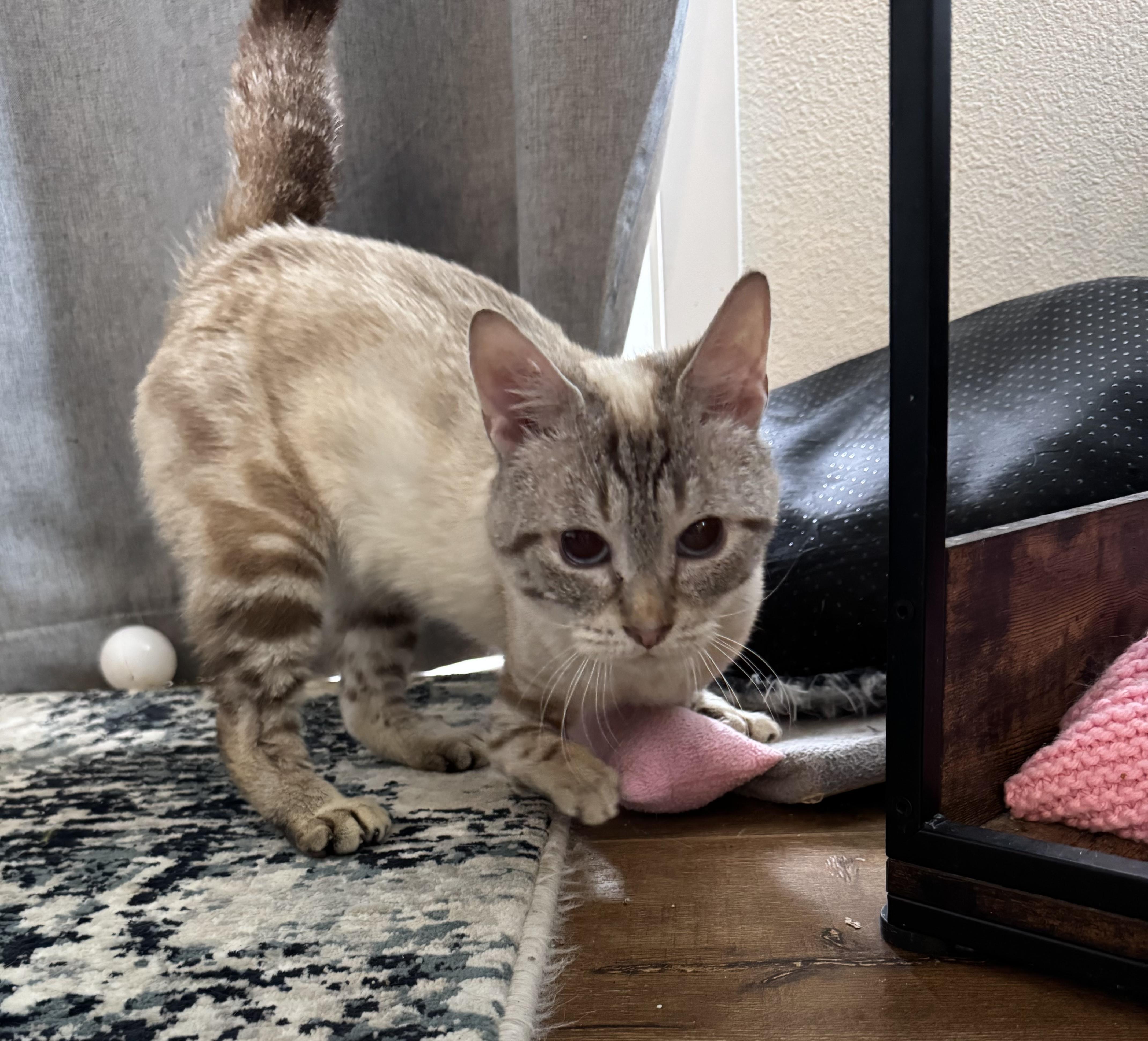 Cosmo, a Adoptable Siamese in Hillsboro, OR image 6/6