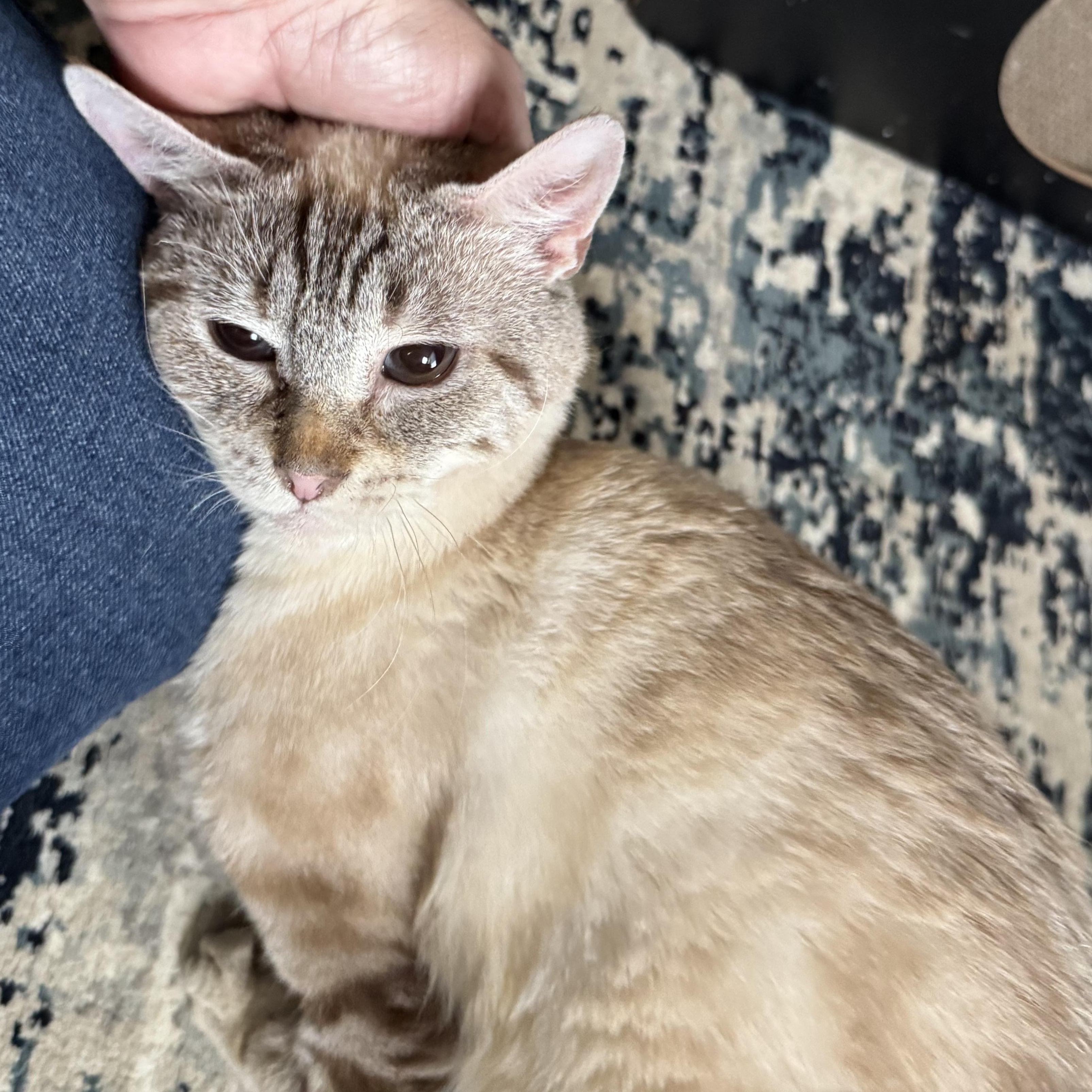 Cosmo *** Bonded Pair with Wanda ***, Young Male Domestic Short Hair
