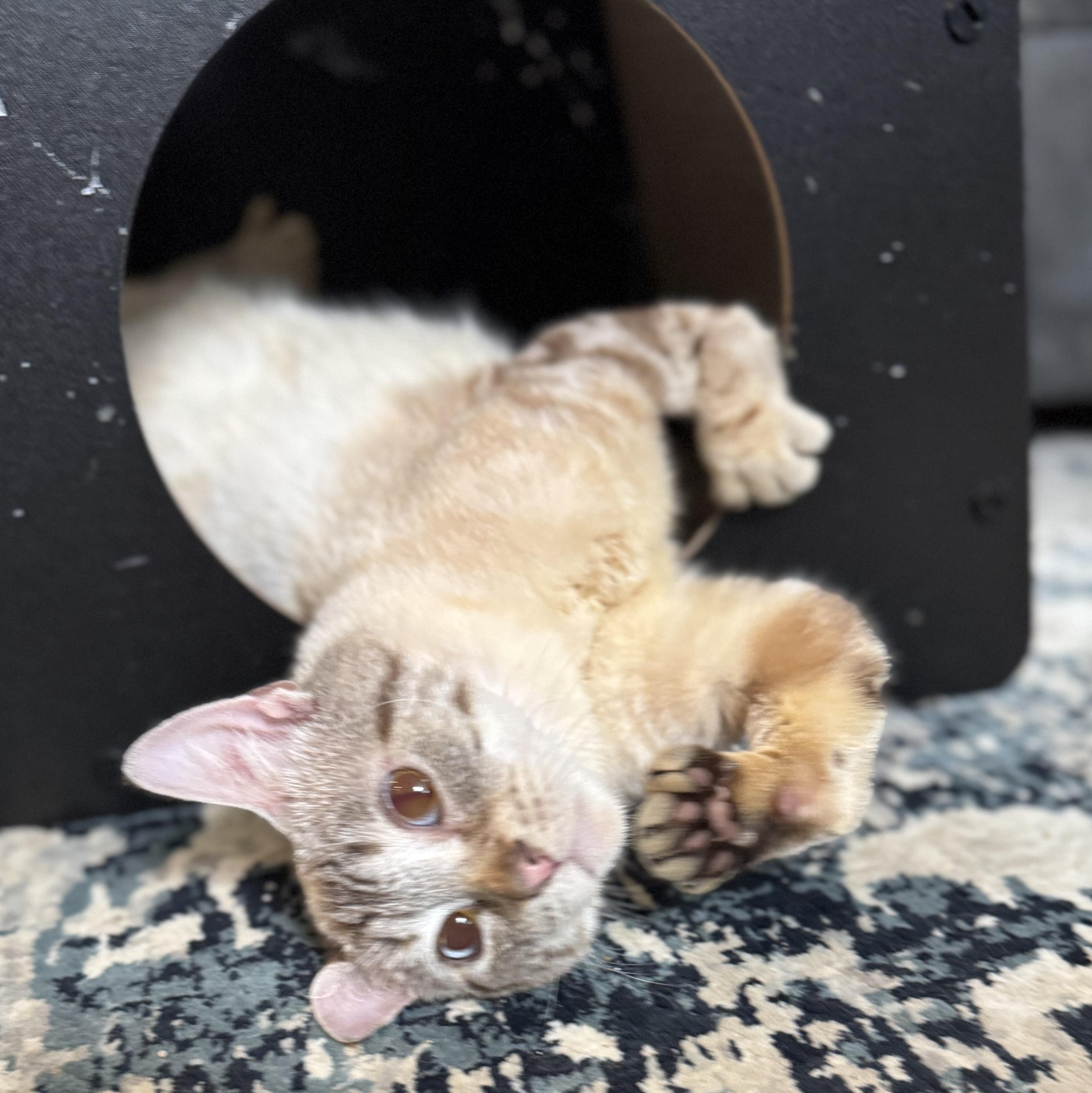 Cosmo, a Adoptable Siamese in Hillsboro, OR image 3/6