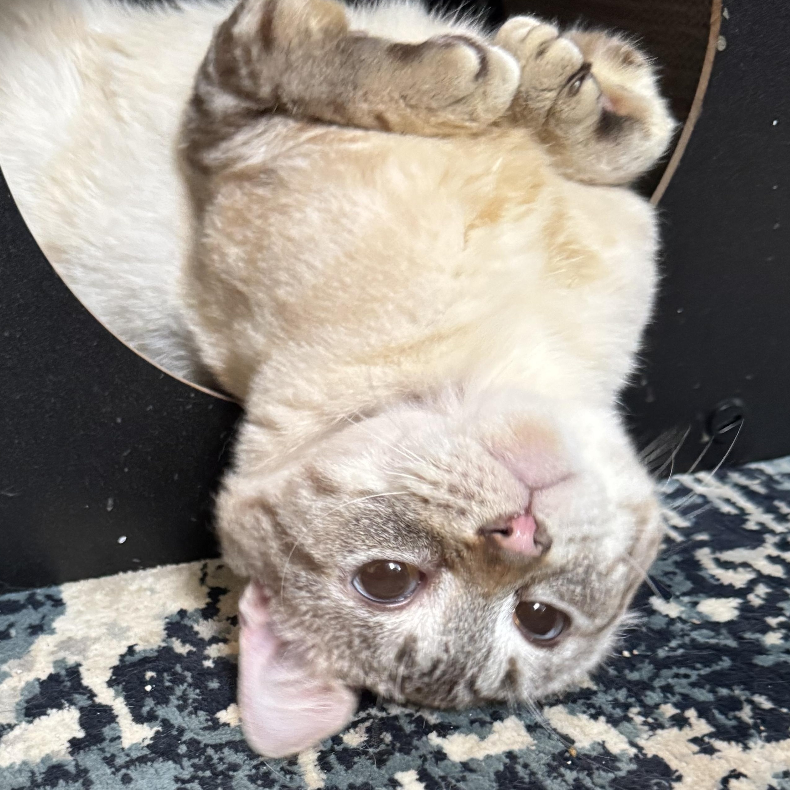 Cosmo, a Adoptable Siamese in Hillsboro, OR image 5/6