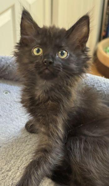 Artemis (Maisie), adopted, Kitten Male Domestic Long Hair.