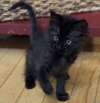 Artemis (Maisie), an adopted mixed breed in Davis, CA image 2/3