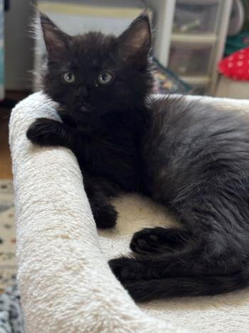 Artemis (Maisie), an adopted mixed breed in Davis, CA image 3/3