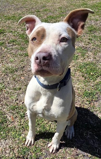 Paisley — thumbnail 2