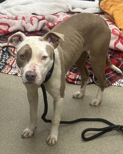 Paisley — thumbnail 3