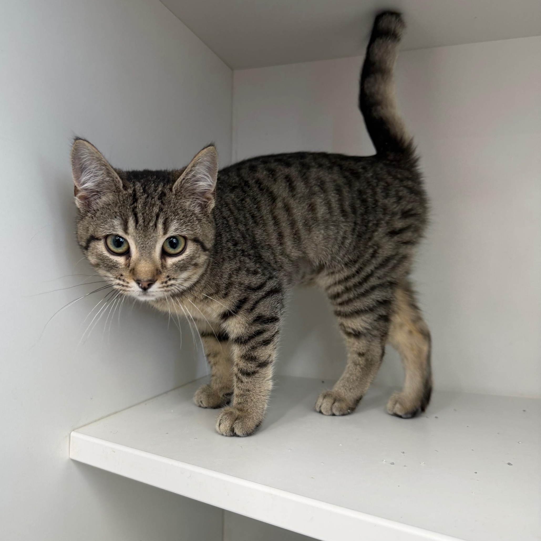 Jupiter (BC), ADOPTABLE, Kitten Female Domestic Short Hair.