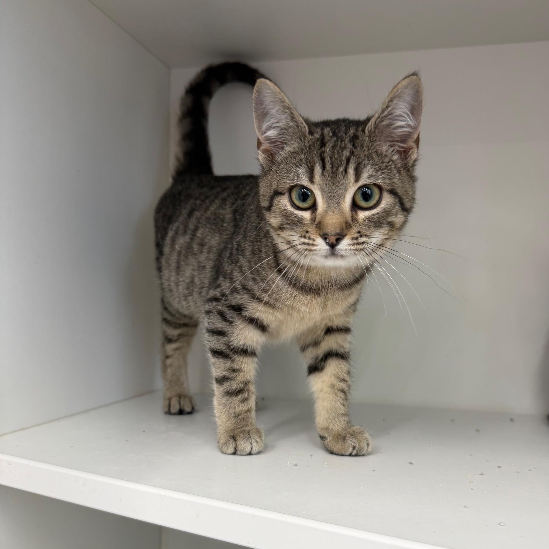 Enlarge Jupiter (BC), a ADOPTABLE Domestic Short Hair in Greenville, SC image 2/3