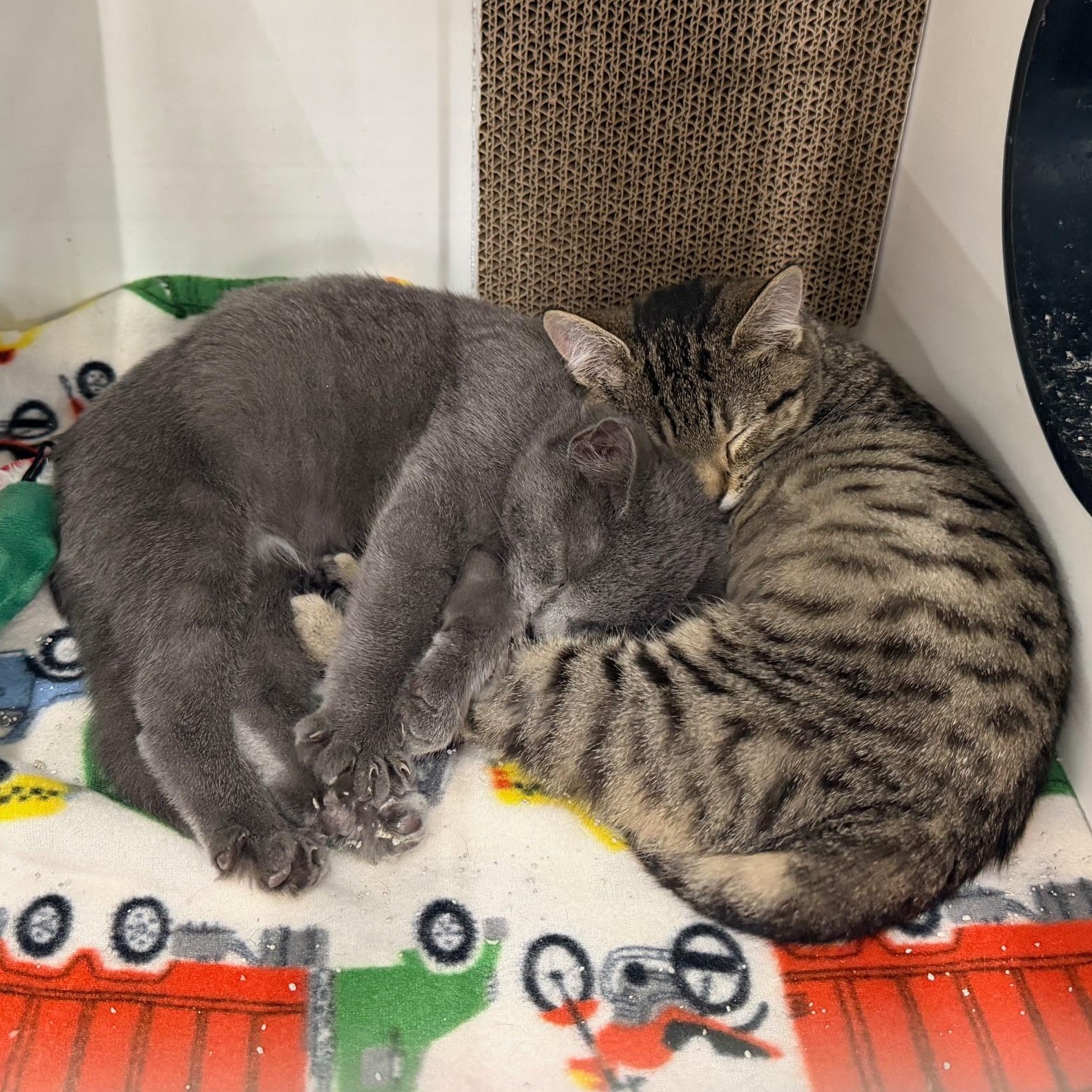 Enlarge Jupiter (BC), a ADOPTABLE Domestic Short Hair in Greenville, SC image 3/3