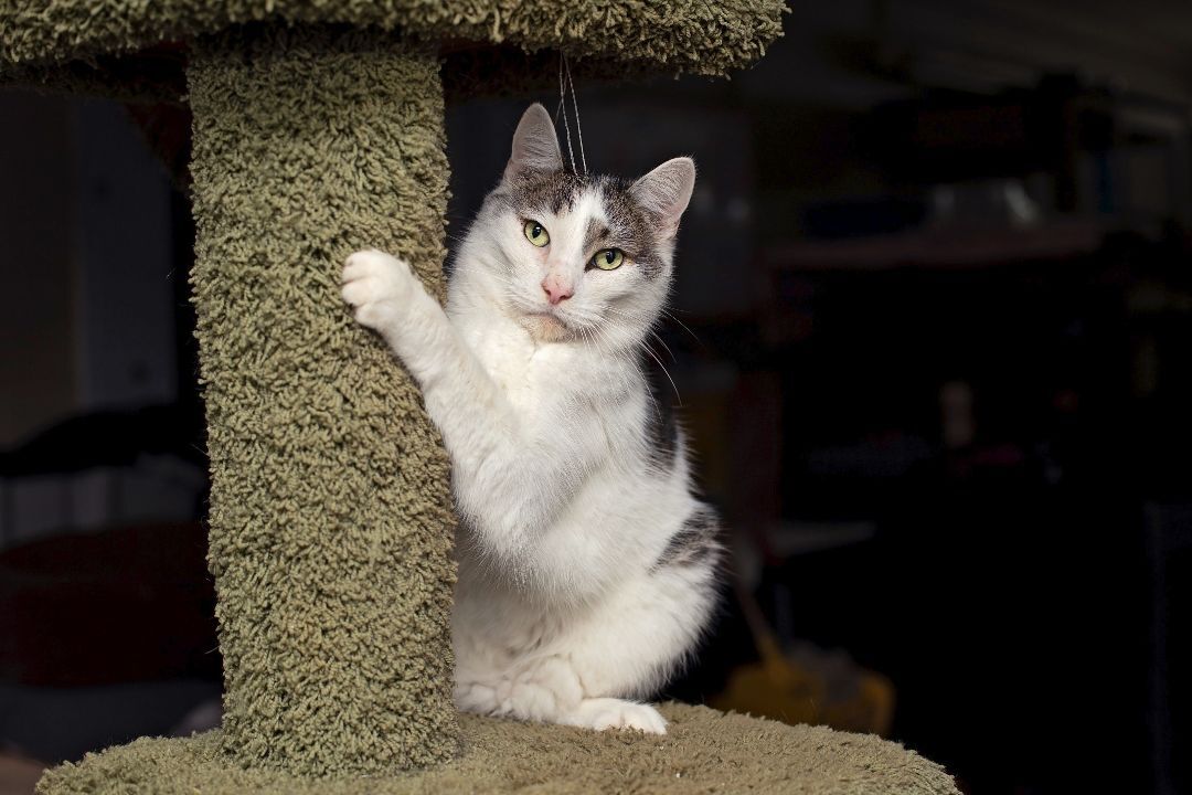 Kittles, Adoptable, Senior Male Domestic Short Hair.