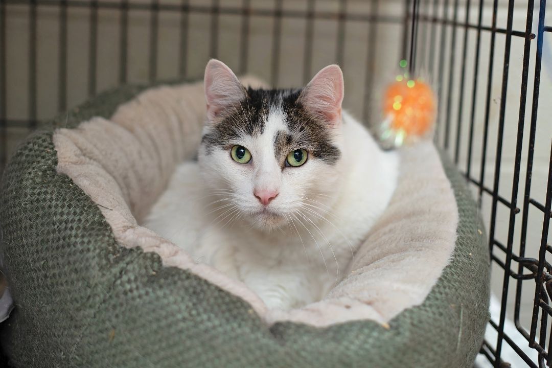 Kittles, a Adoptable Domestic Short Hair in Landenberg, PA image 2/10