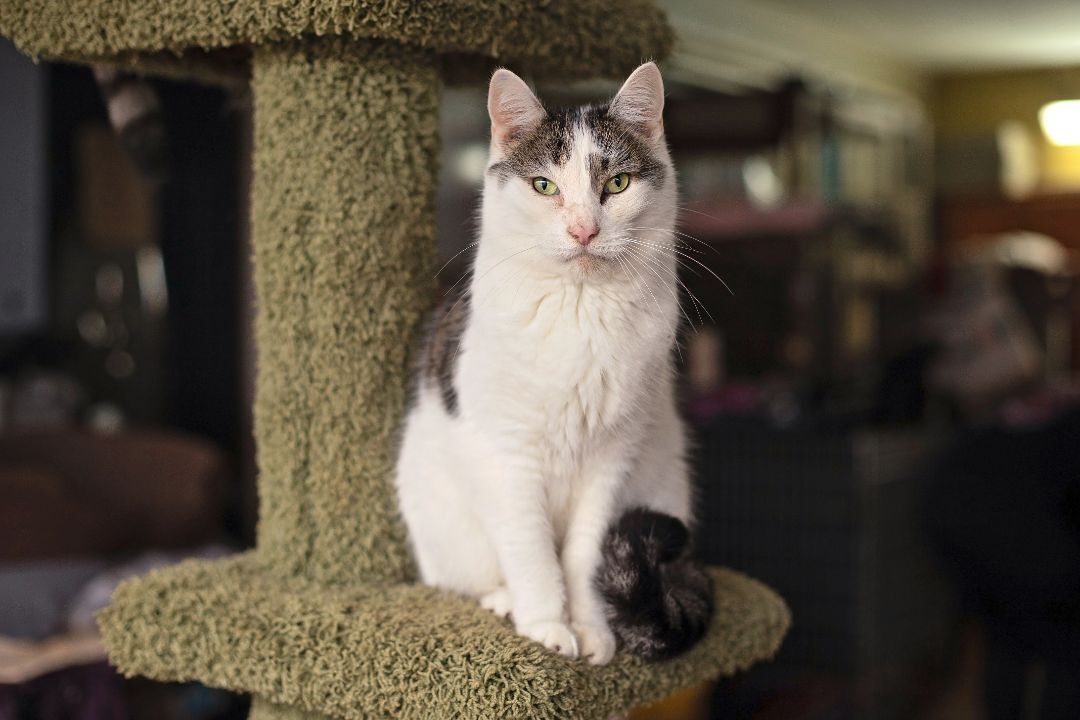 Kittles, a Adoptable Domestic Short Hair in Landenberg, PA image 3/10