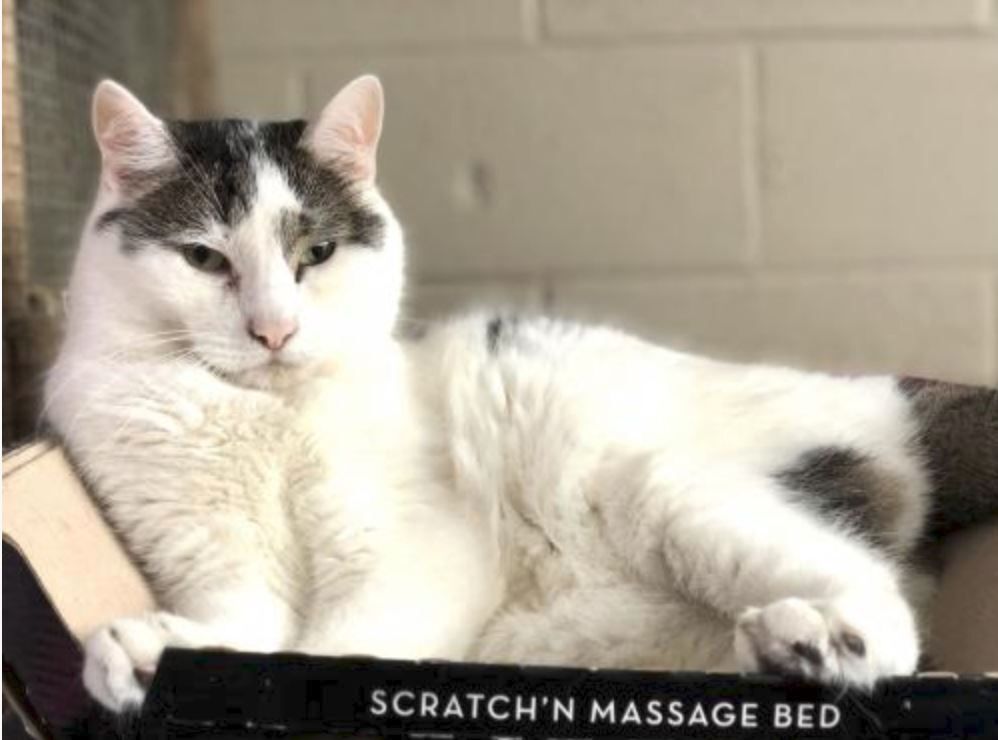 Kittles, a Adoptable Domestic Short Hair in Landenberg, PA image 4/10