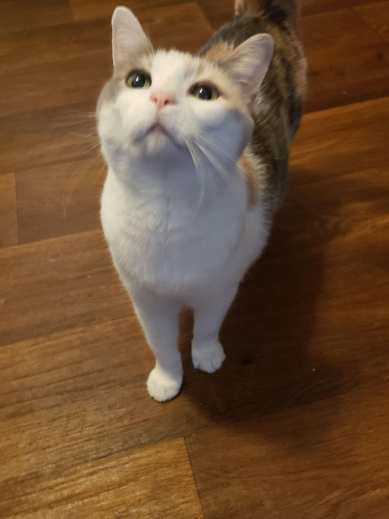 Enlarge Desi, a Adoptable Domestic Short Hair in Minneapolis, MN image 1/1