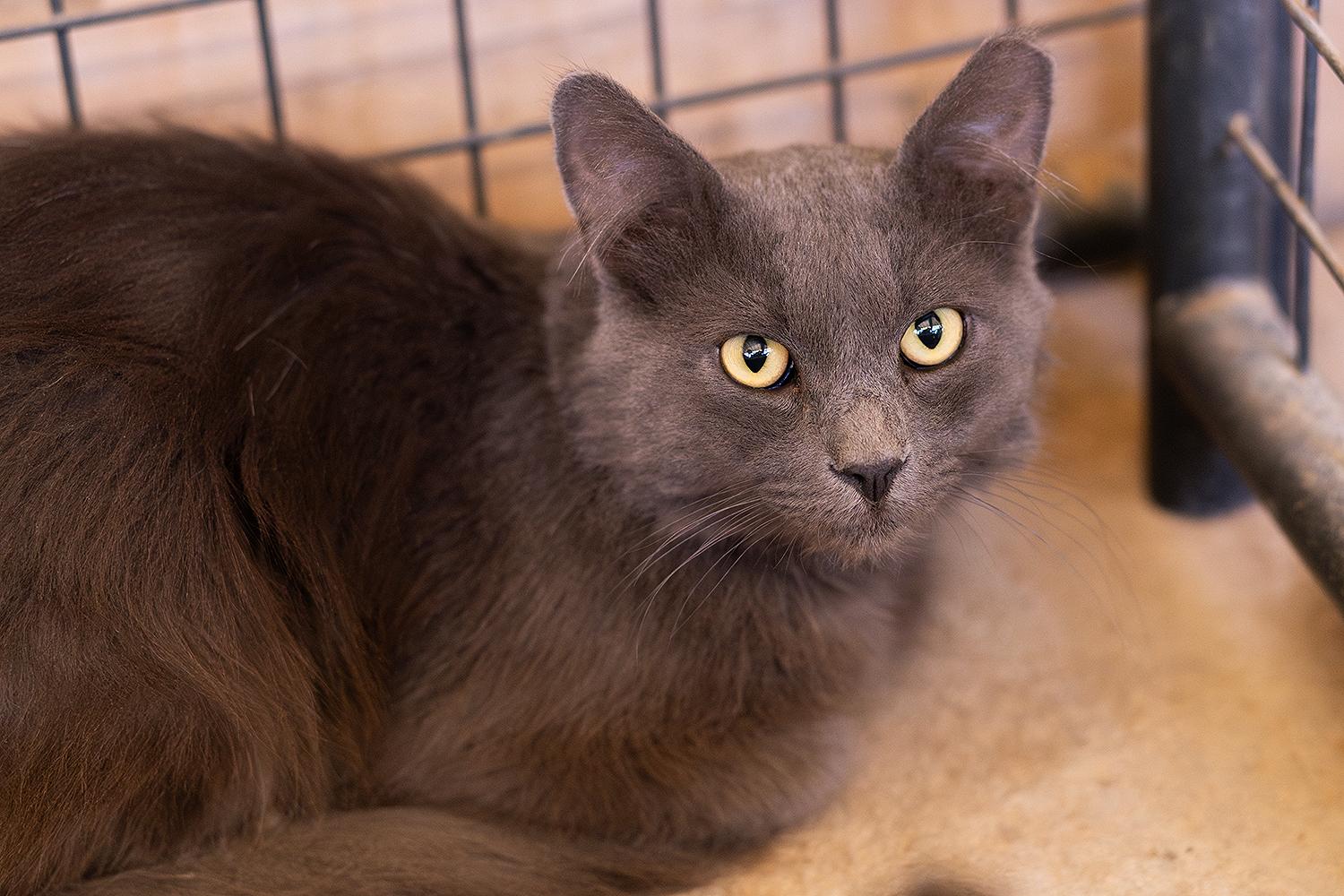 Church, ADOPTABLE, Adult Male Domestic Medium Hair.