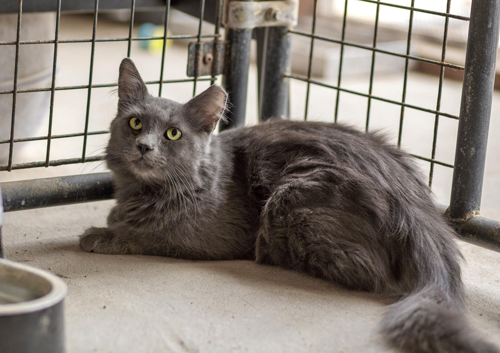 Enlarge Church, a ADOPTABLE Domestic Medium Hair in Marana, AZ image 2/4