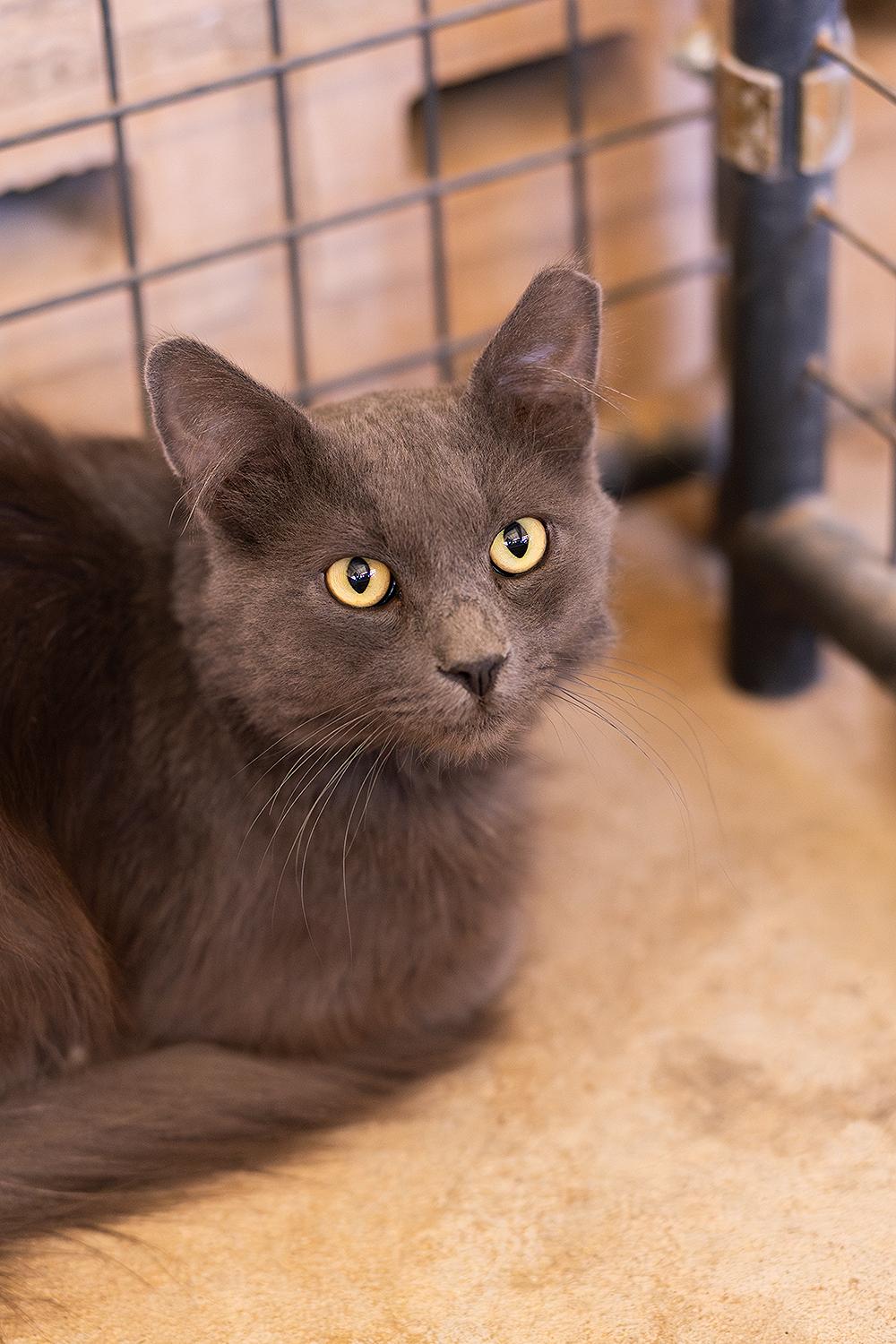 Enlarge Church, a ADOPTABLE Domestic Medium Hair in Marana, AZ image 4/4