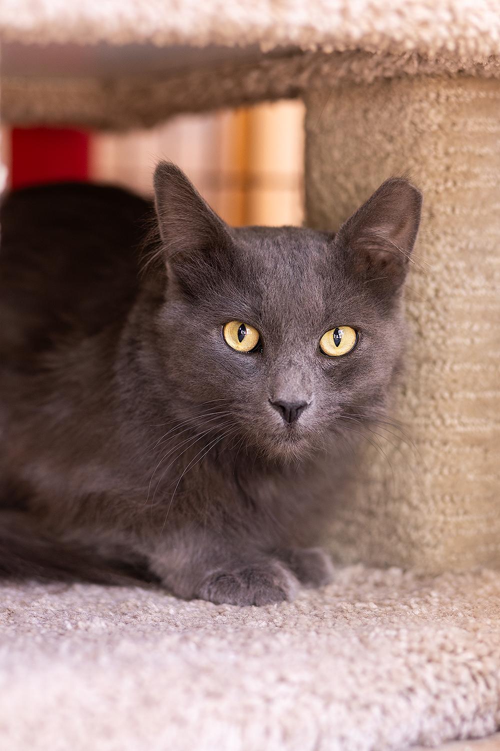 Enlarge Church, a ADOPTABLE Domestic Medium Hair in Marana, AZ image 3/4