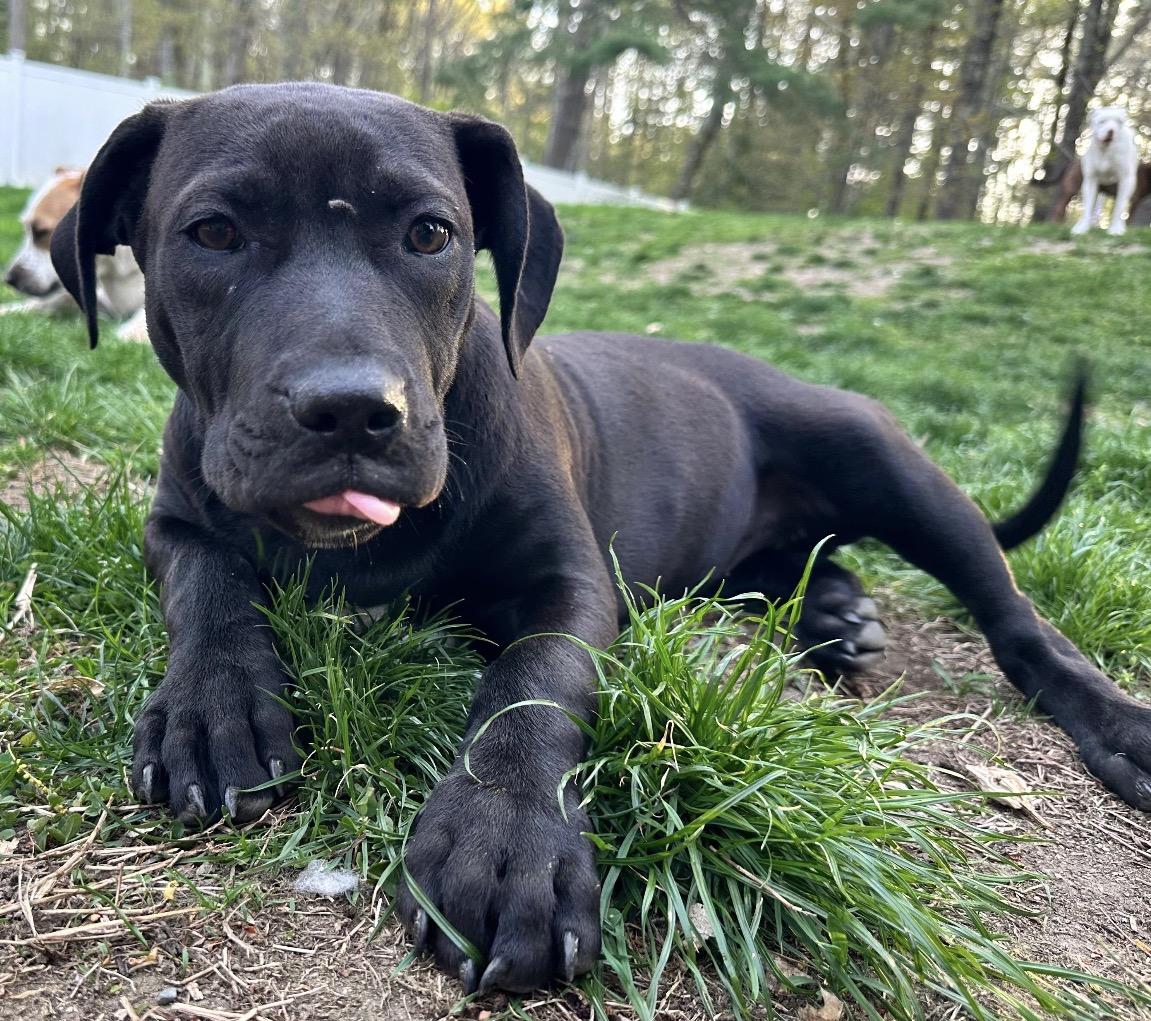 Elaine, Adoptable, Puppy Female Pit Bull Terrier.