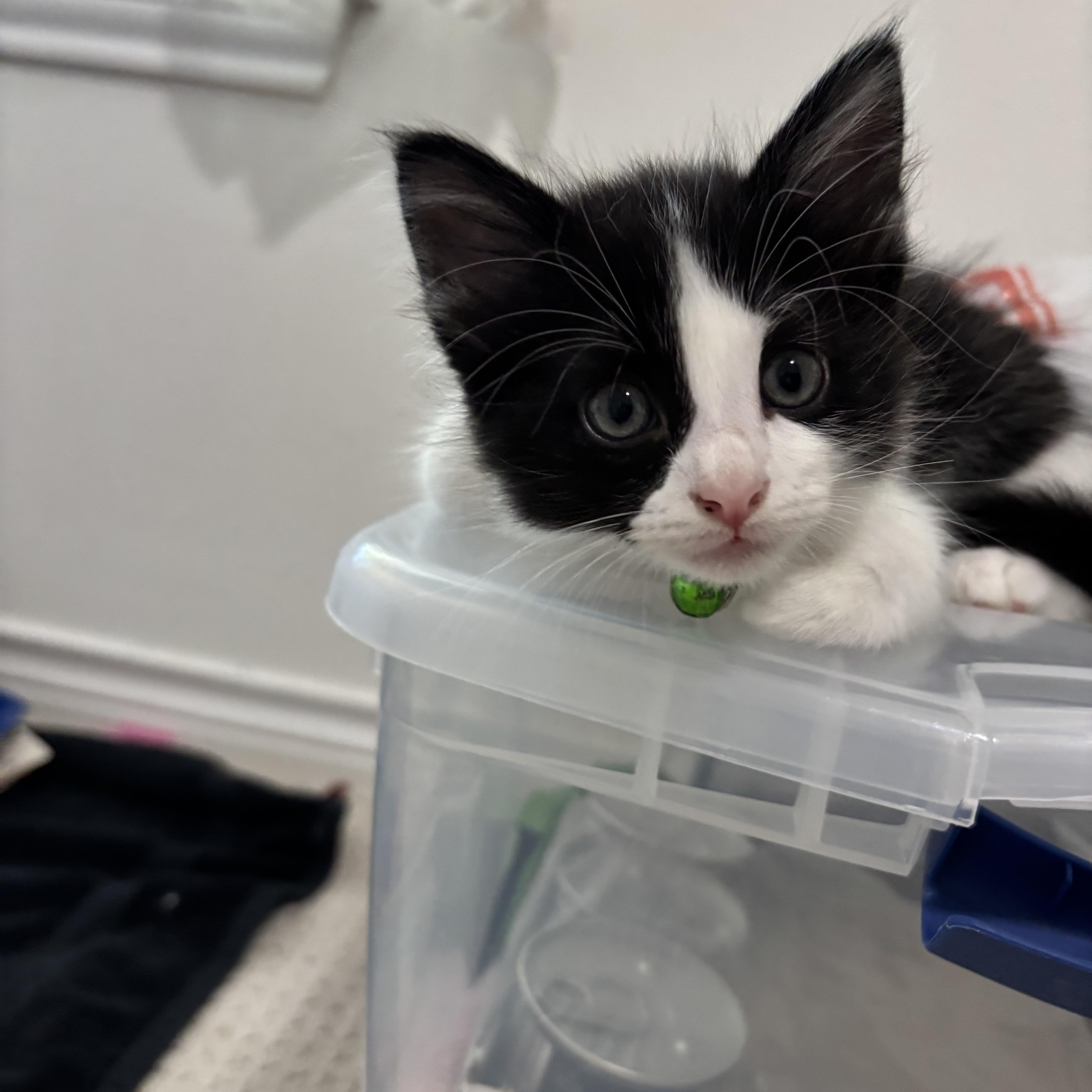Dr. McKay, ADOPTABLE, Kitten Male Domestic Medium Hair.