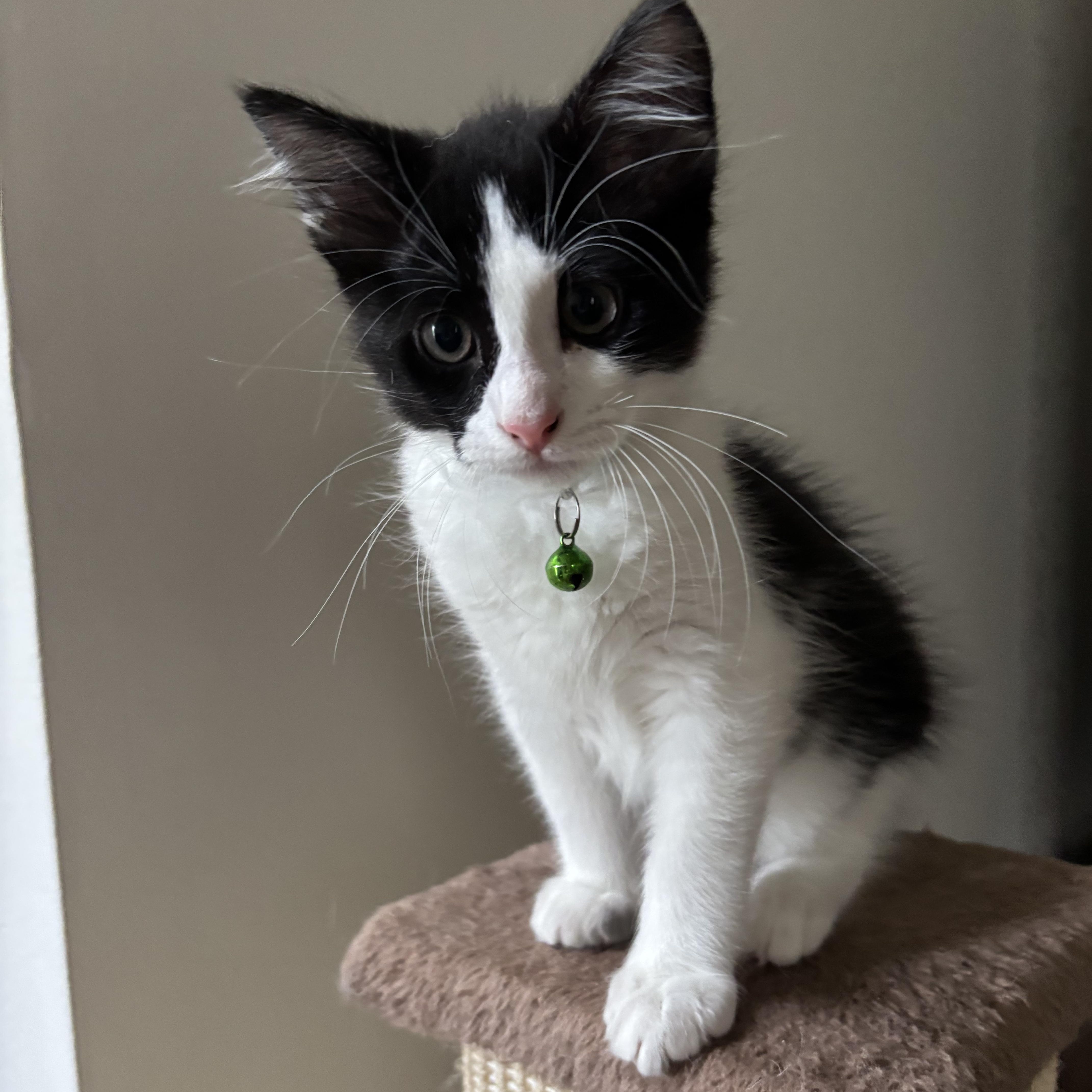 Enlarge Dr. McKay, a ADOPTABLE Domestic Medium Hair in Bryan, TX image 1/6