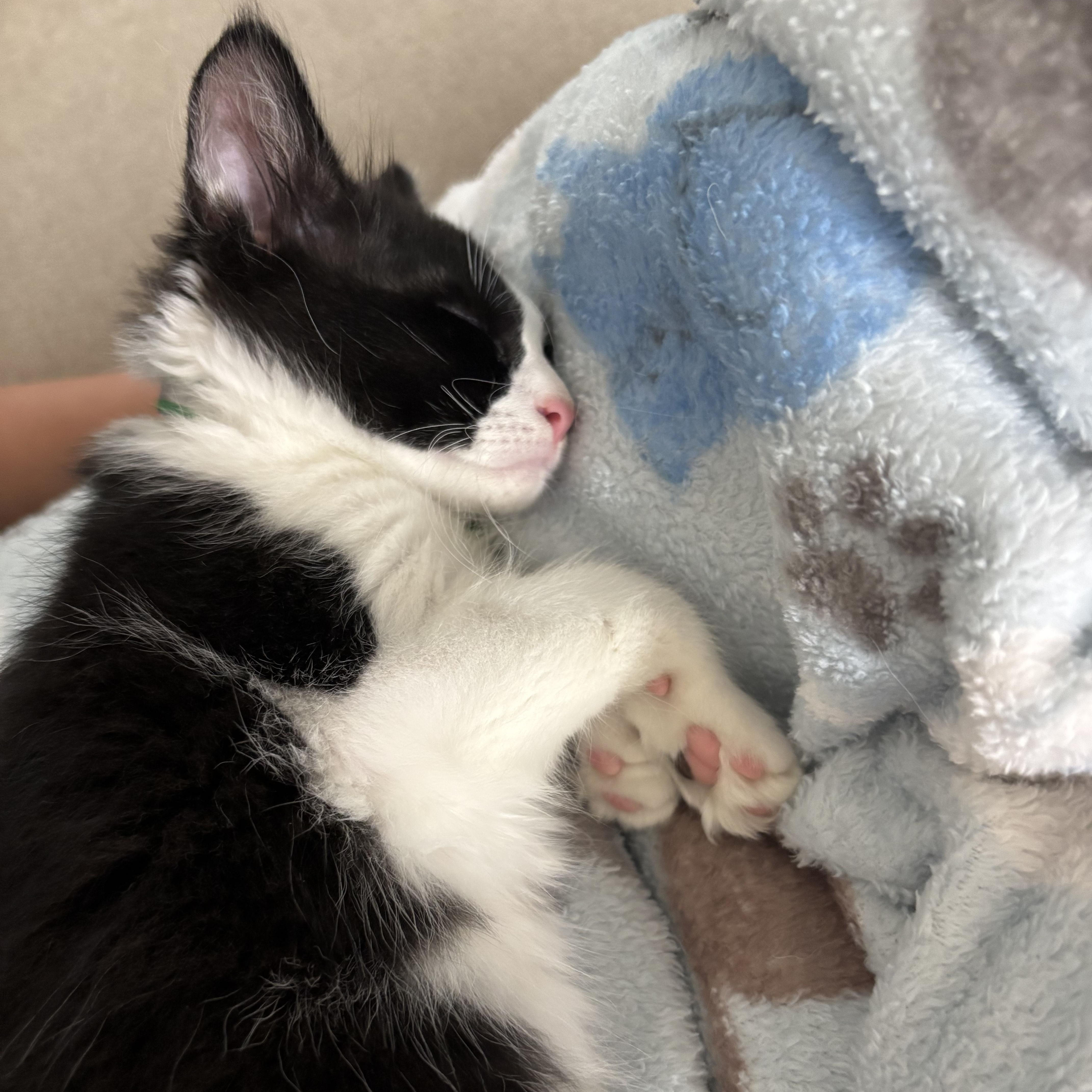 Enlarge Dr. McKay, a ADOPTABLE Domestic Medium Hair in Bryan, TX image 2/6