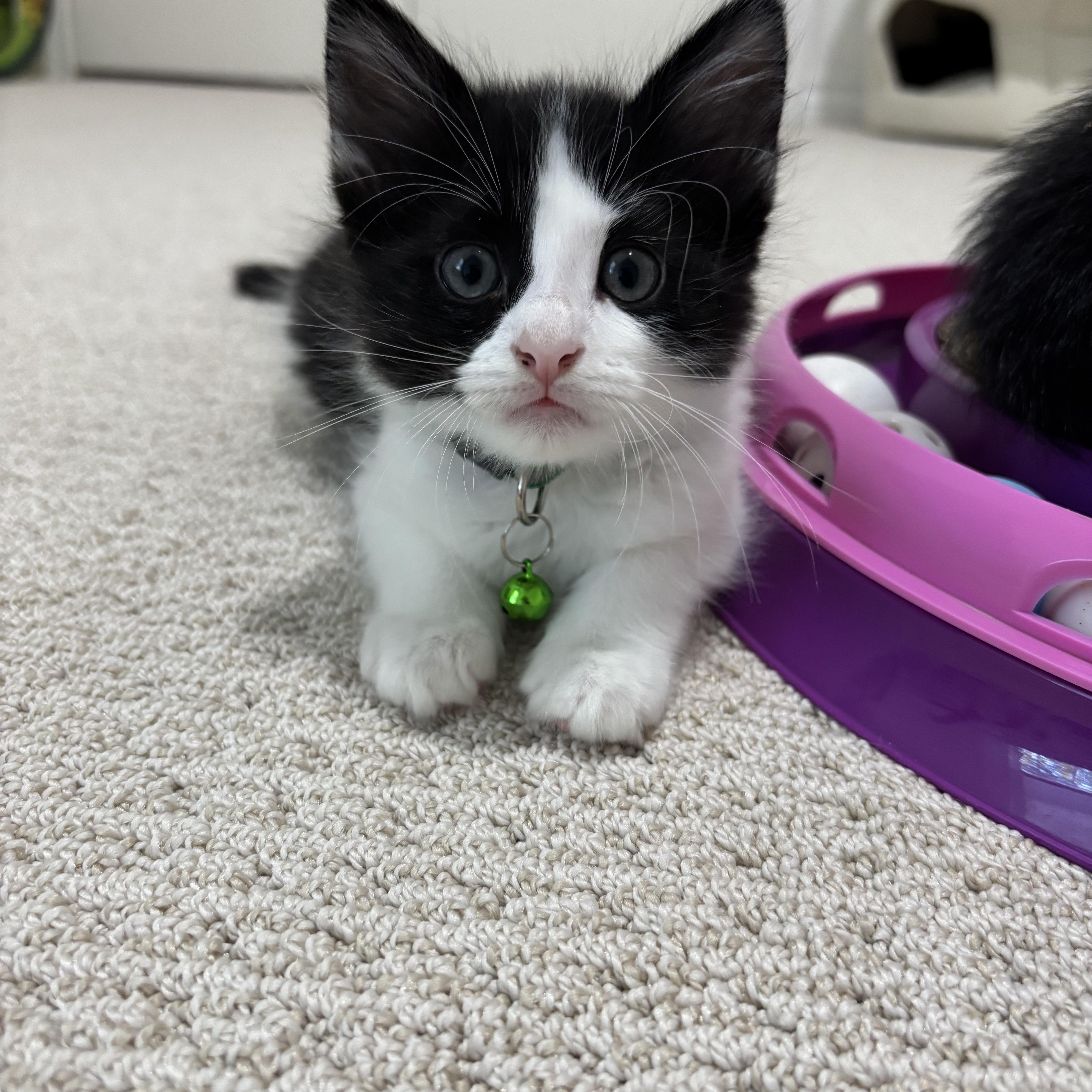 Dr. McKay, a ADOPTABLE Domestic Medium Hair in Bryan, TX image 4/4