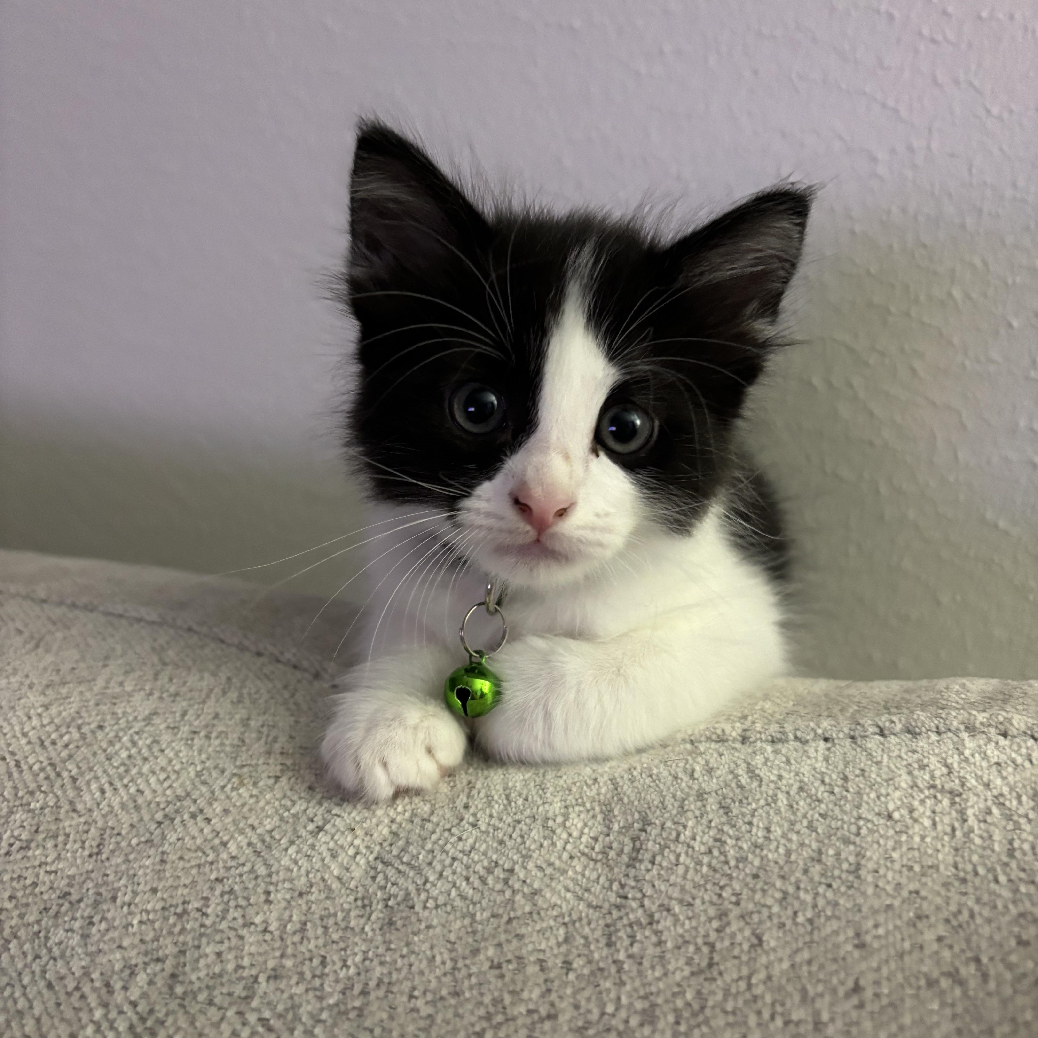 Dr. McKay, a ADOPTABLE Domestic Medium Hair in Bryan, TX image 3/4