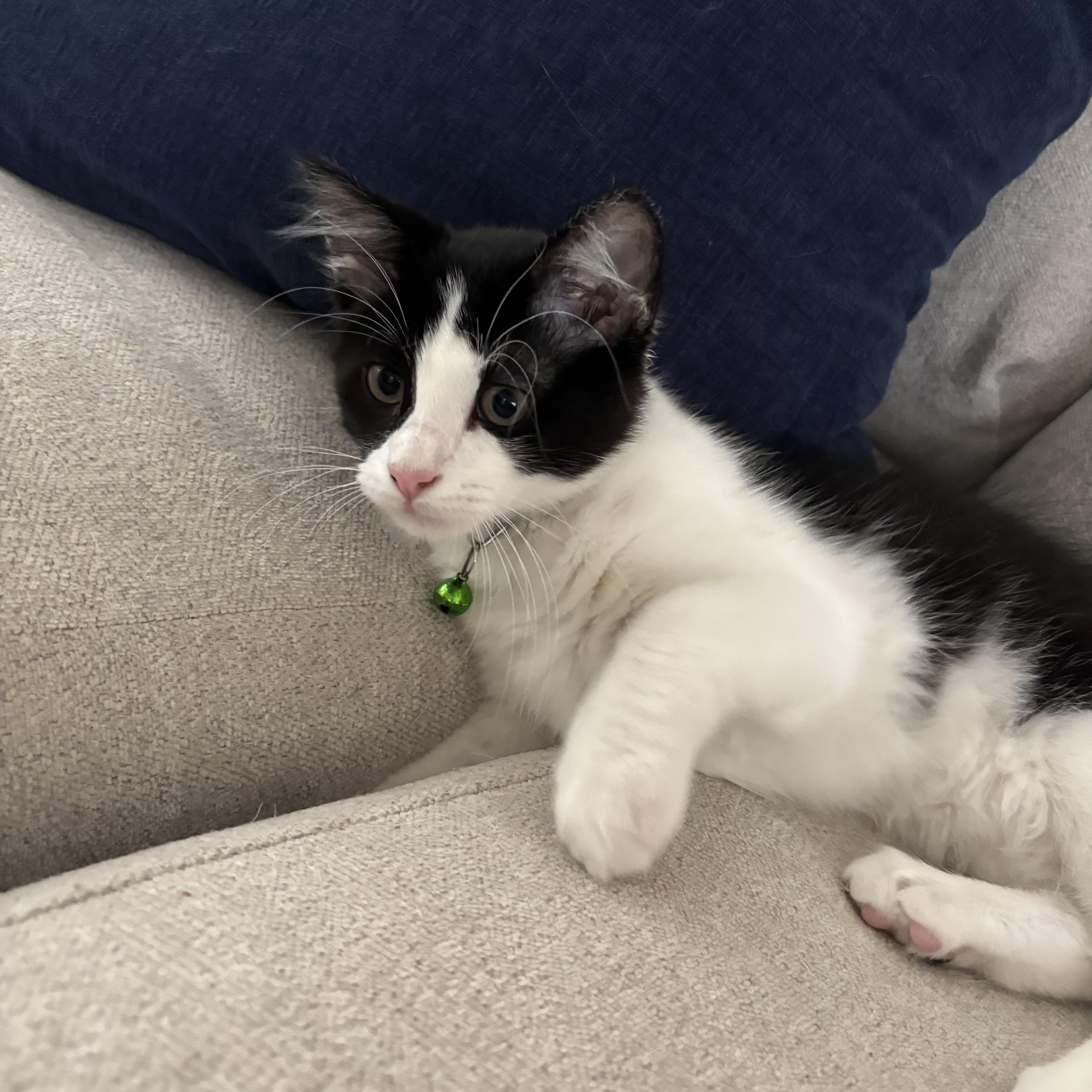 Enlarge Dr. McKay, a ADOPTABLE Domestic Medium Hair in Bryan, TX image 5/6
