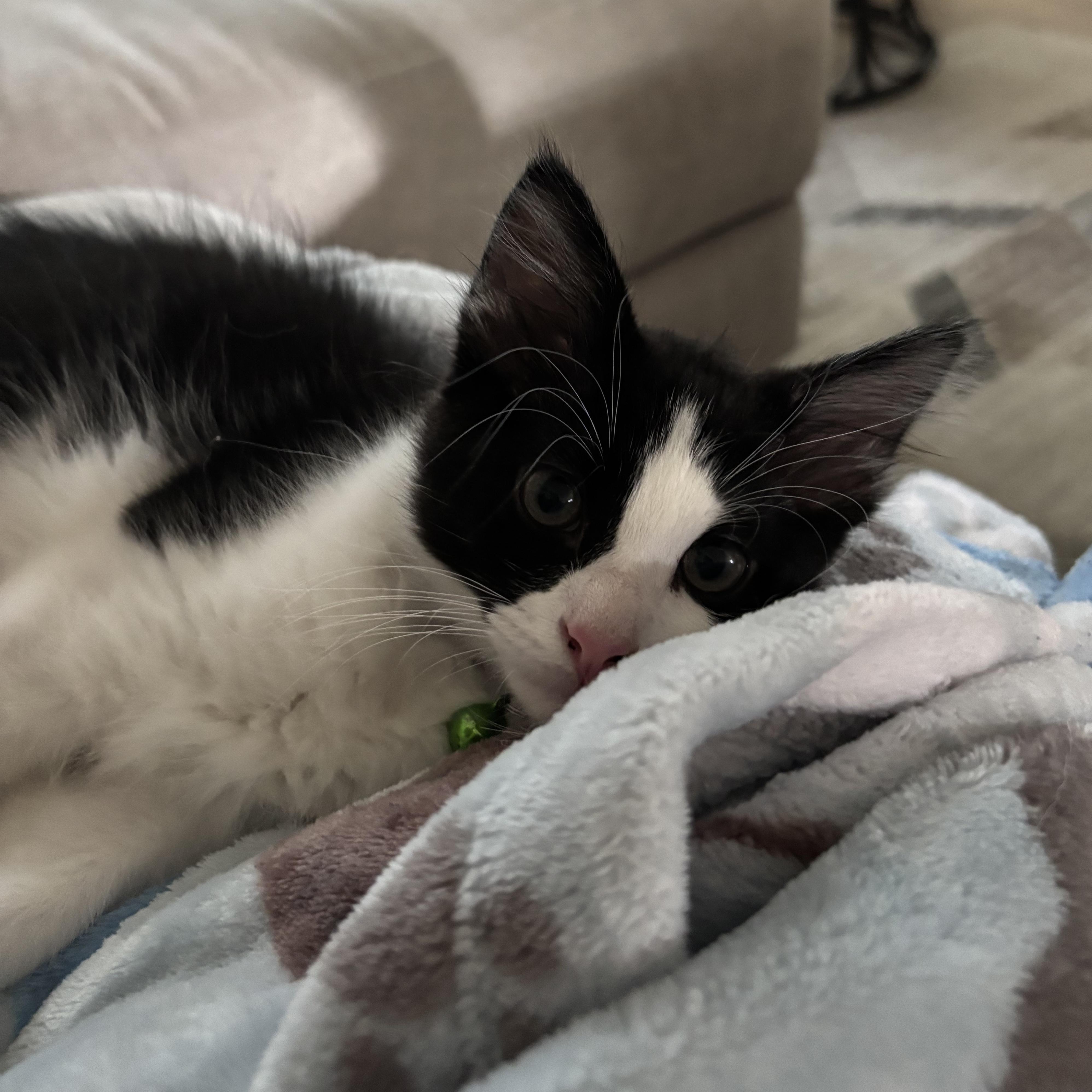 Enlarge Dr. McKay, a ADOPTABLE Domestic Medium Hair in Bryan, TX image 6/6