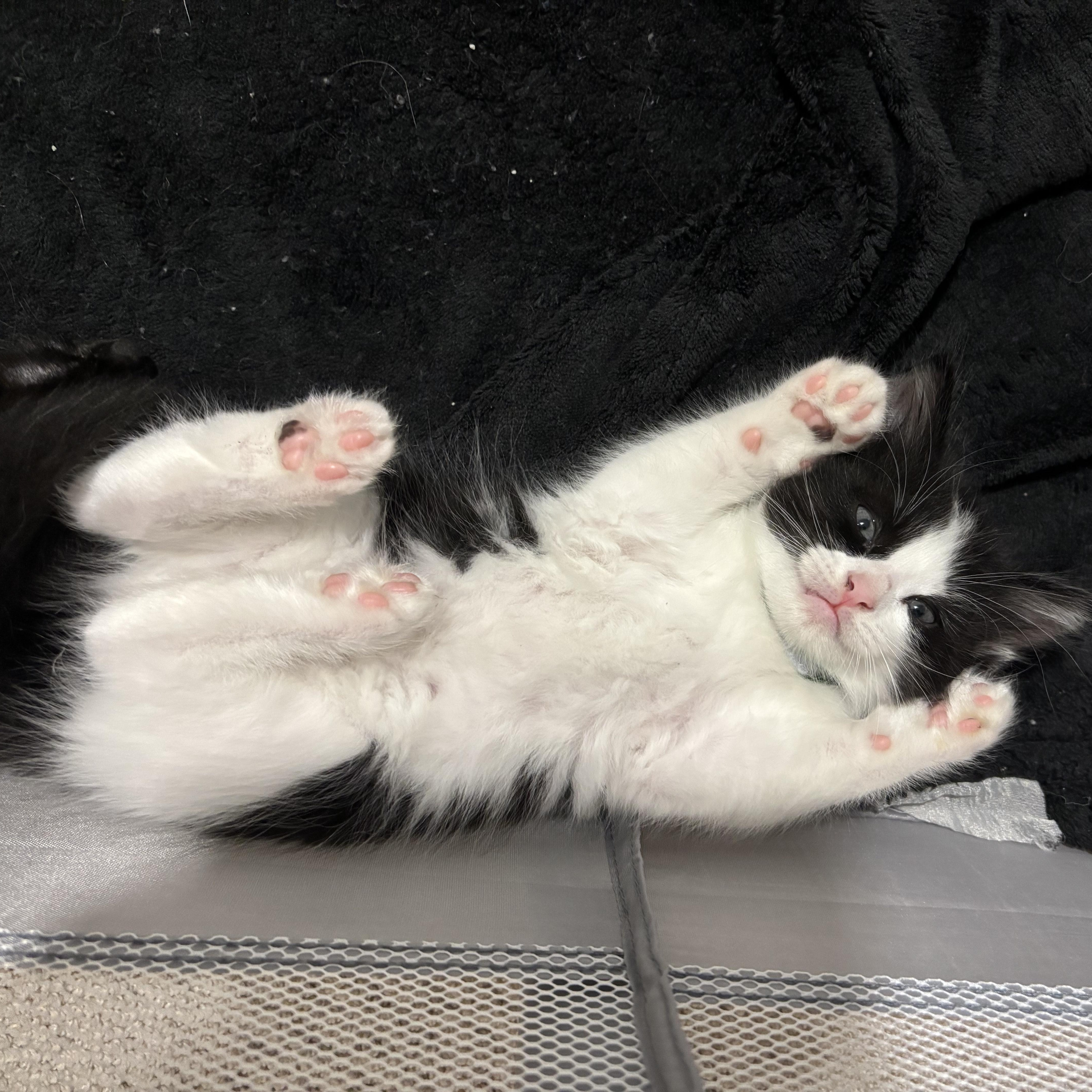 Dr. McKay, a ADOPTABLE Domestic Medium Hair in Bryan, TX image 2/4