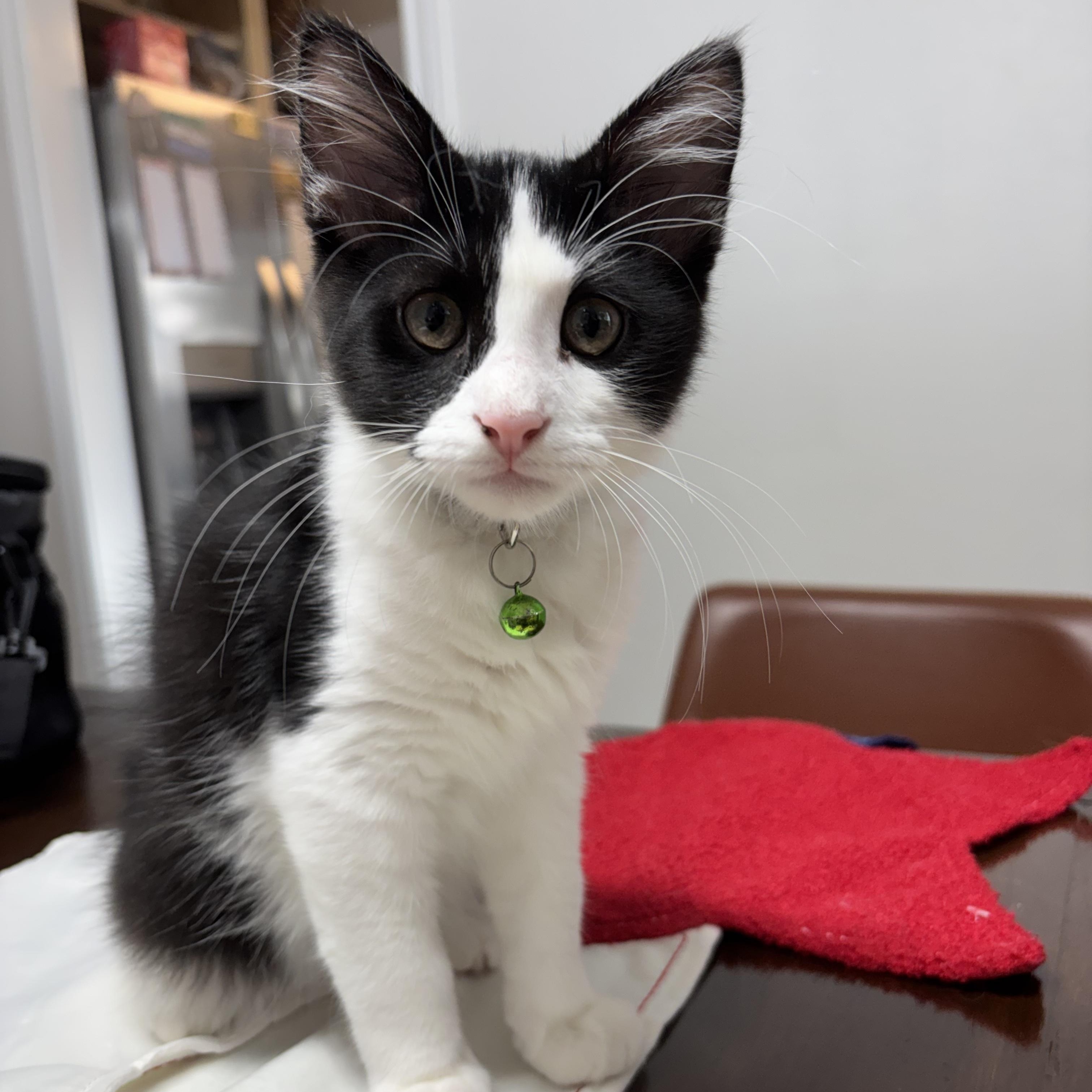 Enlarge Dr. McKay, a ADOPTABLE Domestic Medium Hair in Bryan, TX image 4/6