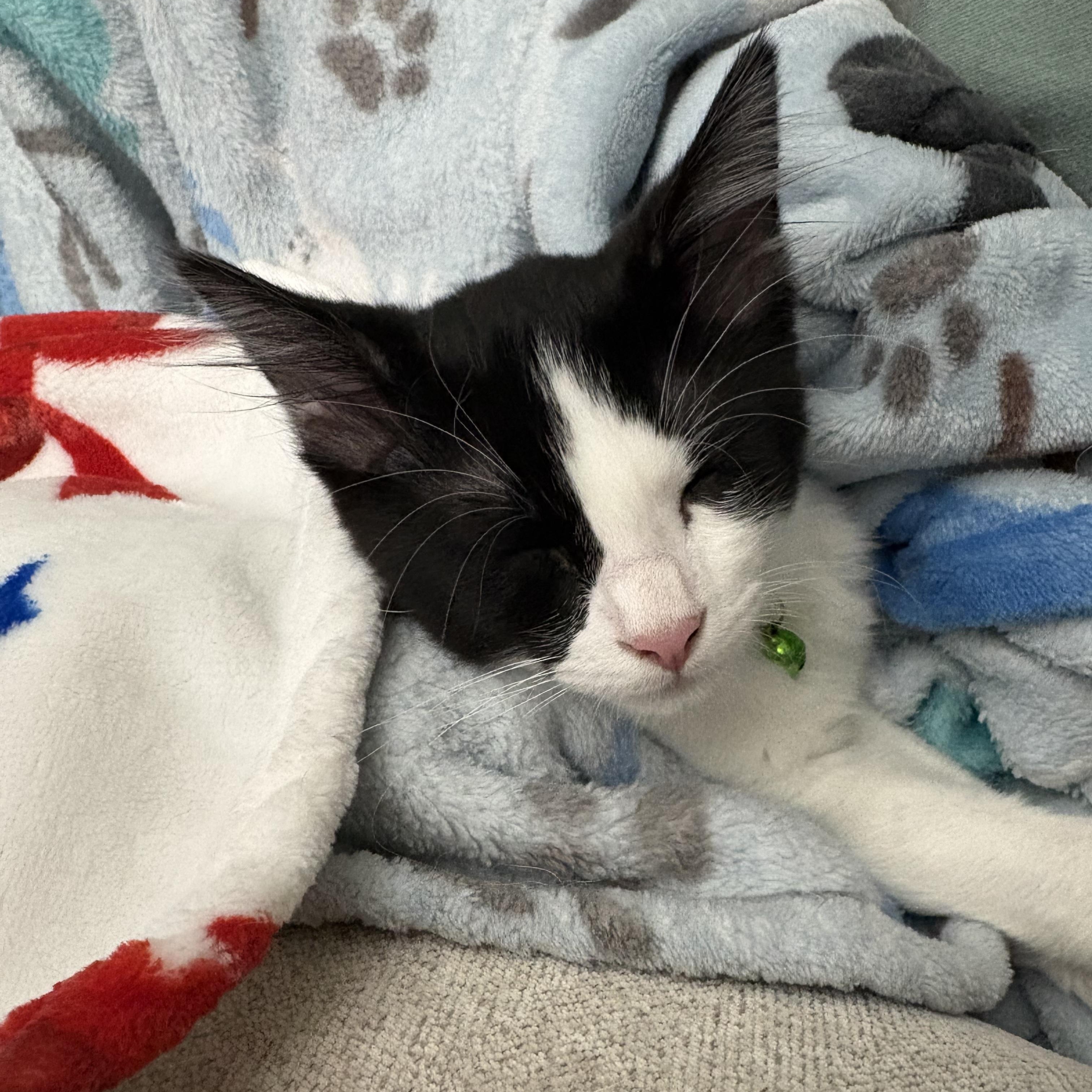 Enlarge Dr. McKay, a ADOPTABLE Domestic Medium Hair in Bryan, TX image 3/6