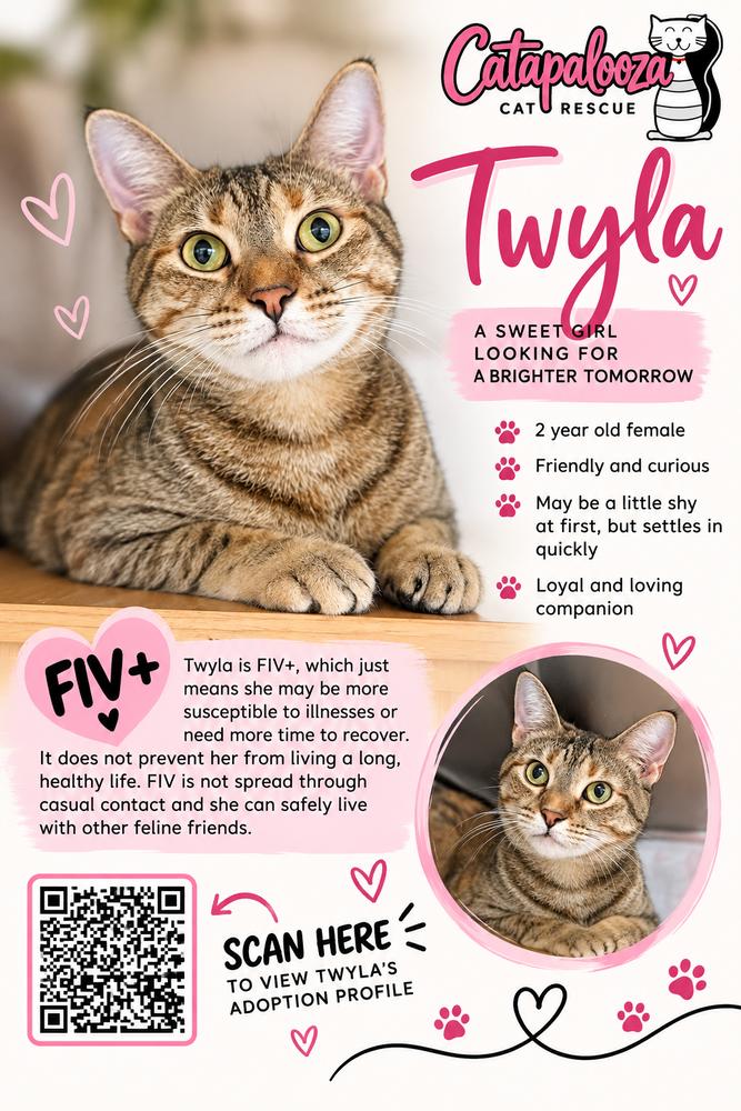 Twyla (Miso), Adoptable, Adult Female Domestic Short Hair.