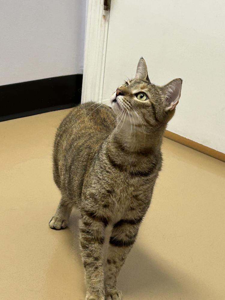 Enlarge Twyla (Miso), a Adoptable Domestic Short Hair in Orlando, FL image 2/6