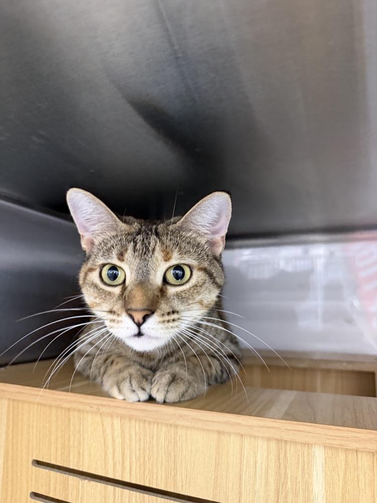 Enlarge Twyla (Miso), a Adoptable Domestic Short Hair in Orlando, FL image 3/6