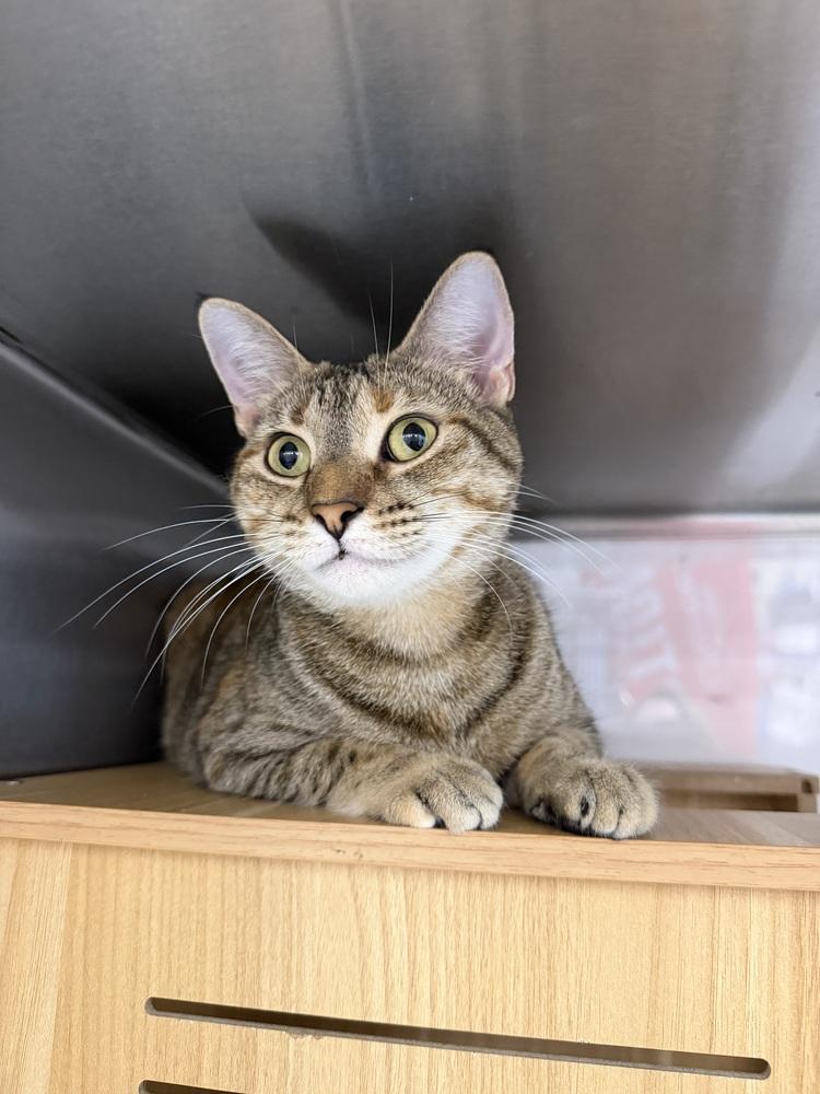 Enlarge Twyla (Miso), a Adoptable Domestic Short Hair in Orlando, FL image 4/6
