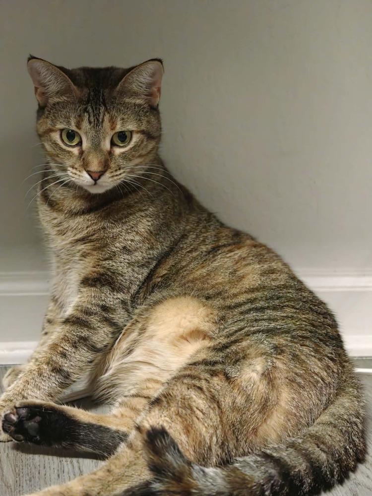 Enlarge Twyla (Miso), a Adoptable Domestic Short Hair in Orlando, FL image 5/6