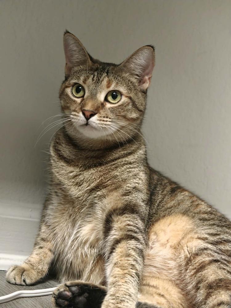 Enlarge Twyla (Miso), a Adoptable Domestic Short Hair in Orlando, FL image 6/6