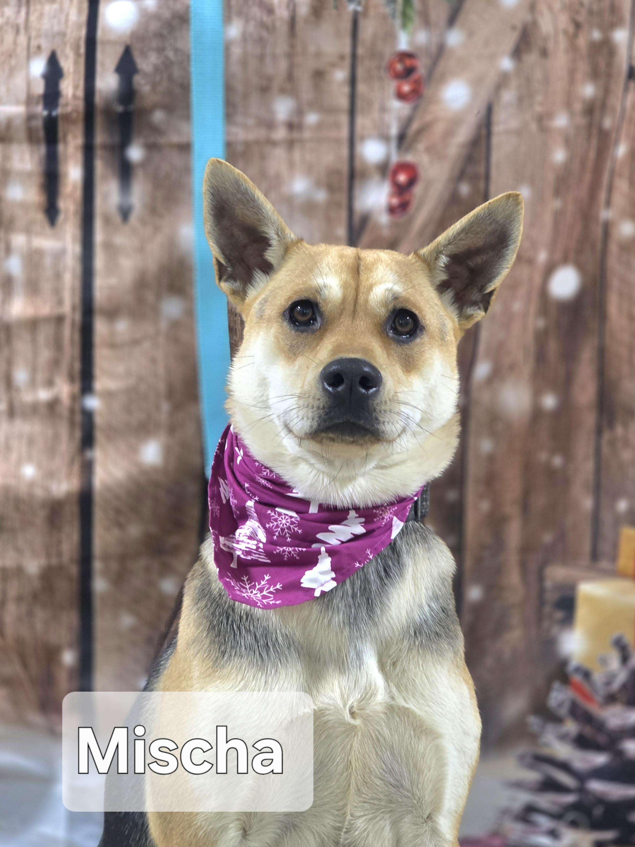 Enlarge Mischa, a Adoptable mixed breed in Walthill, NE image 4/6