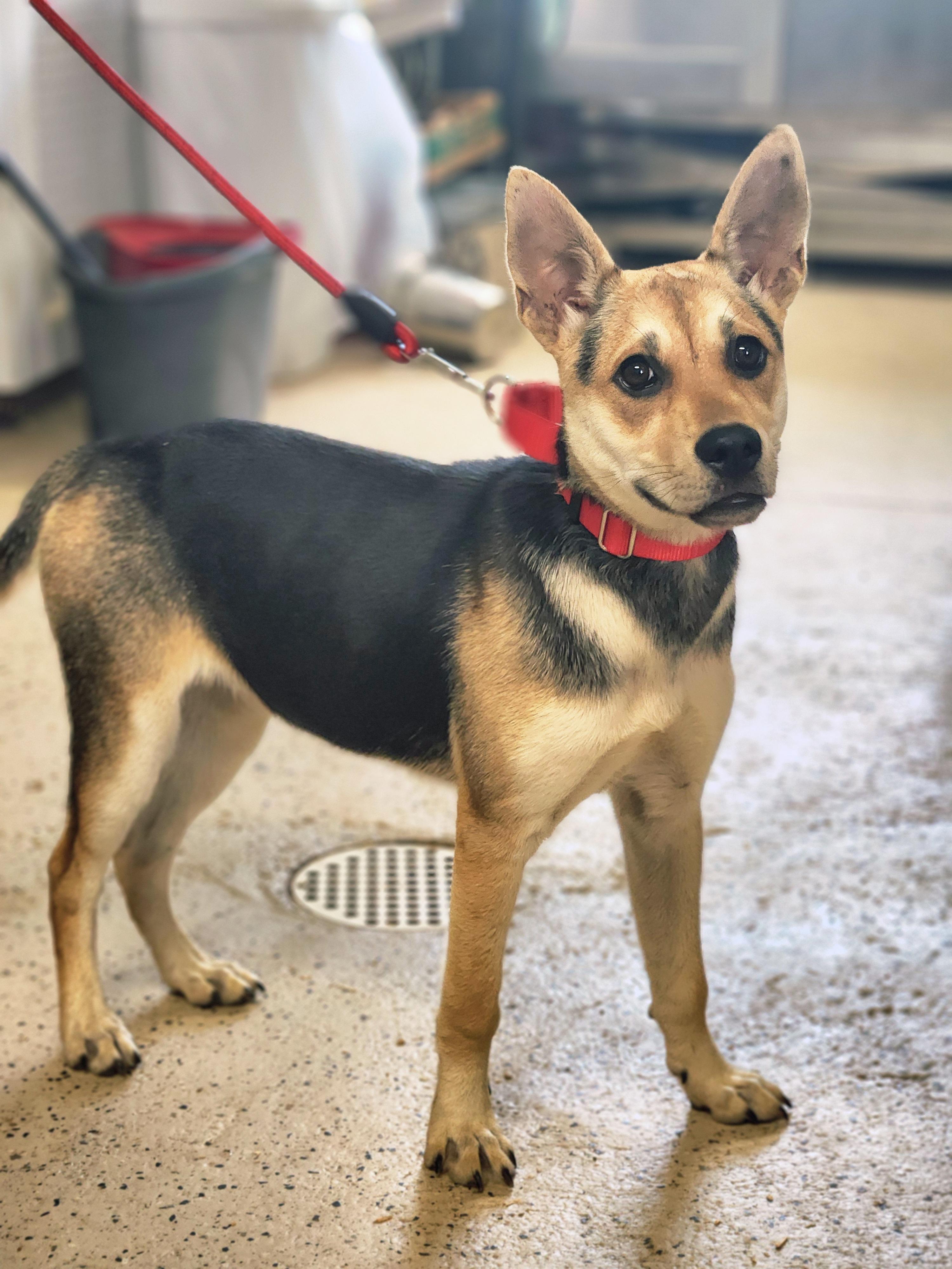Enlarge Mischa, a Adoptable German Shepherd Dog in Walthill, NE image 3/3
