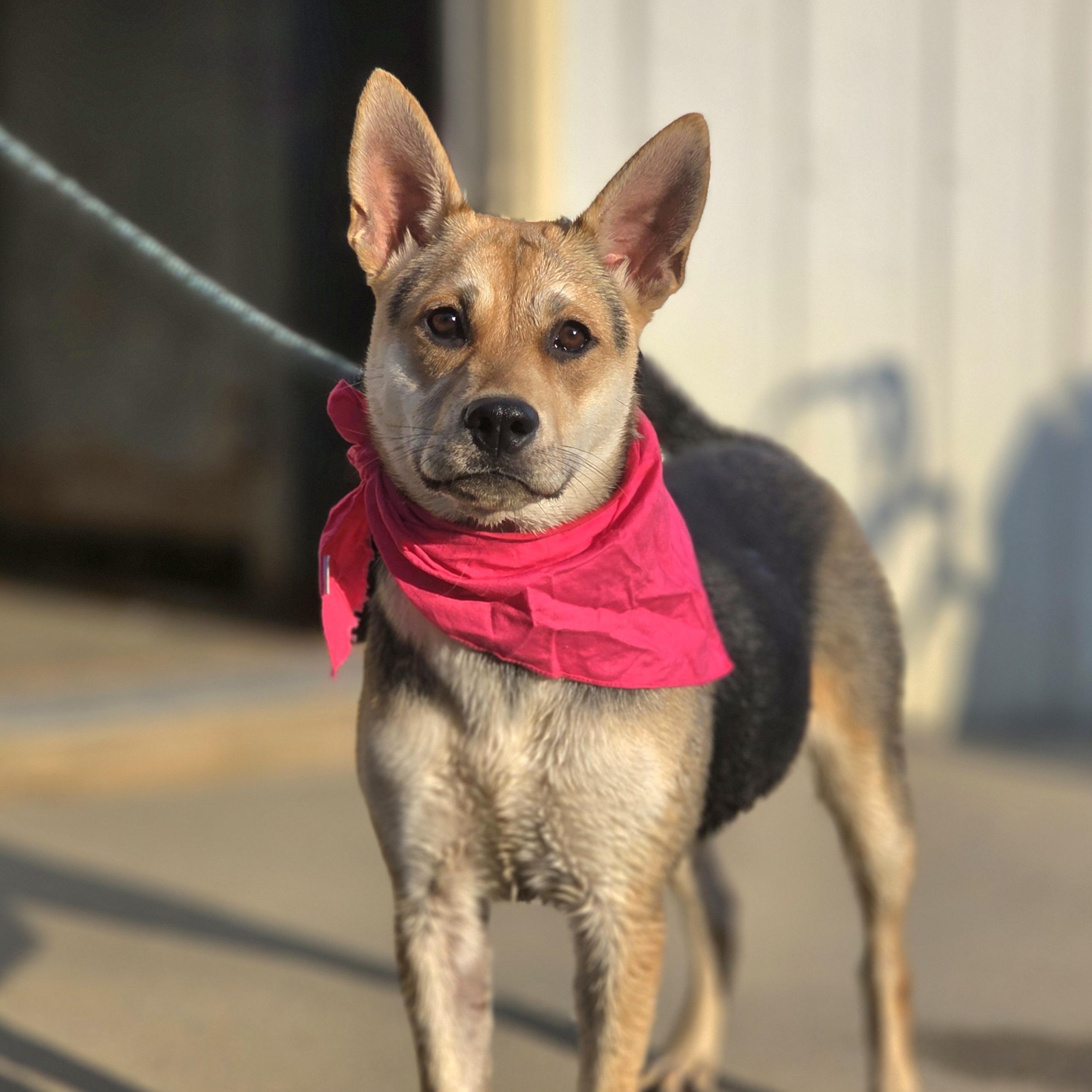 Mischa, Adoptable, Young Female German Shepherd Dog.
