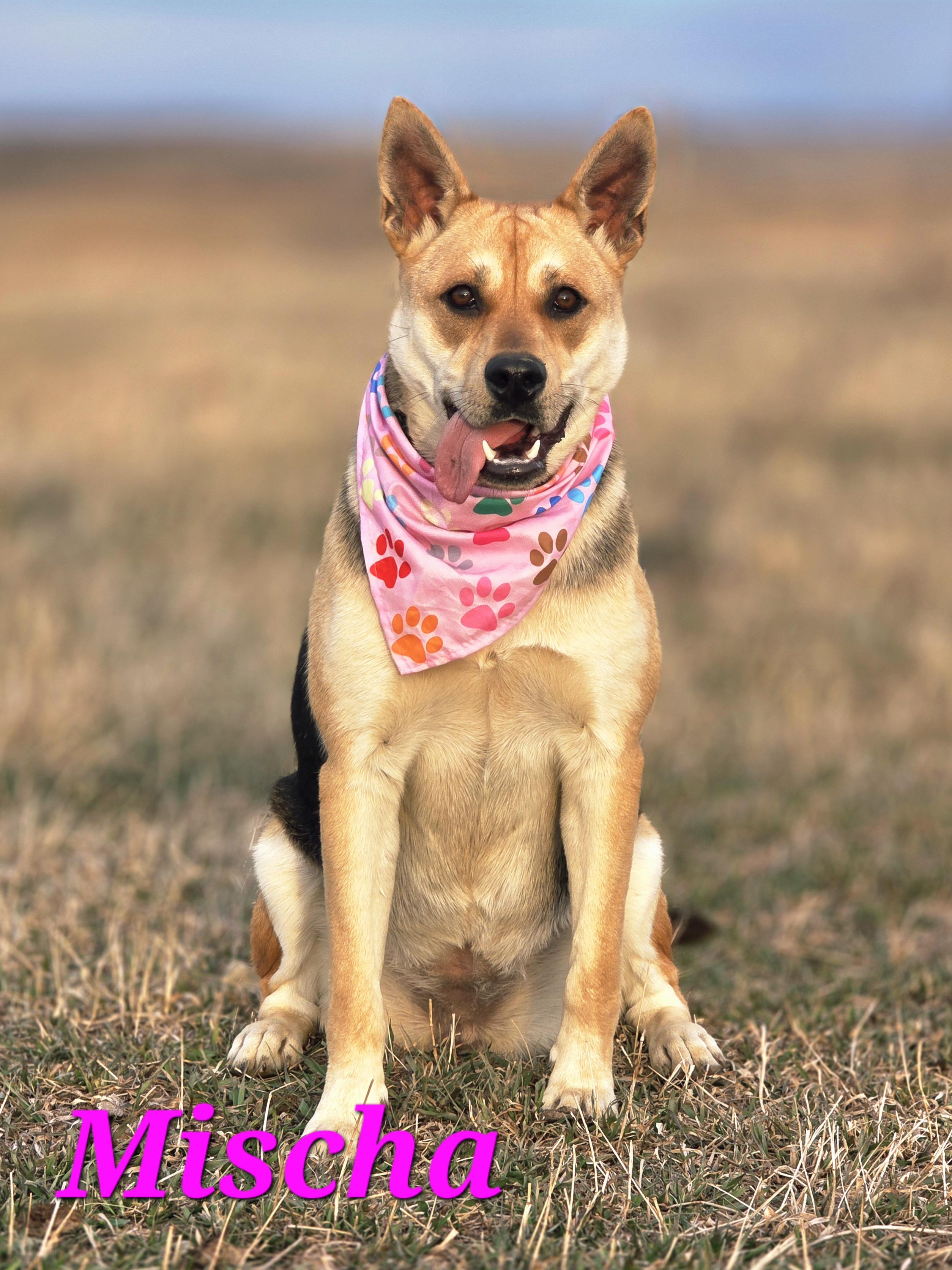 Mischa, Adoptable, Young Female German Shepherd Dog.