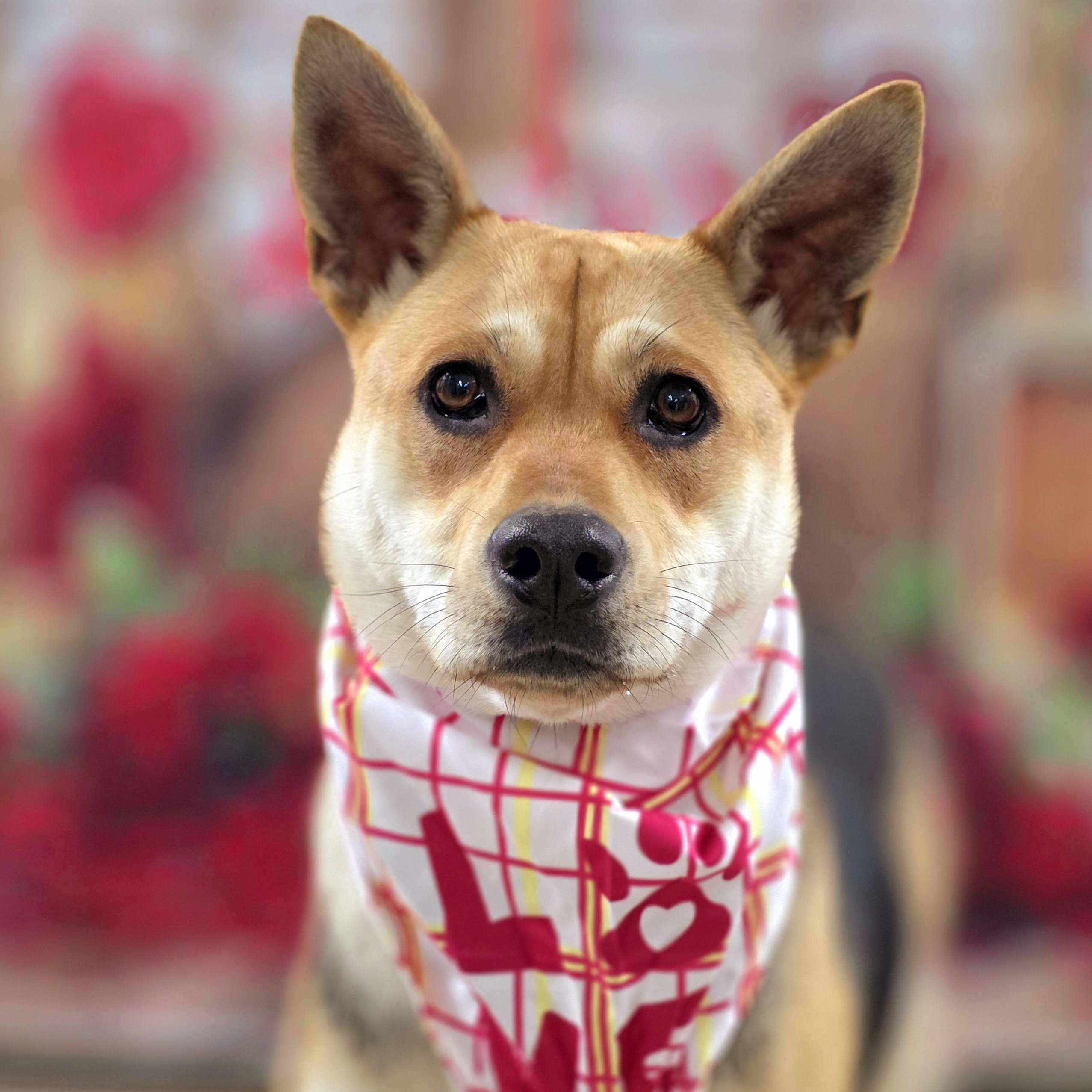 Enlarge Mischa, a Adoptable mixed breed in Walthill, NE image 2/6