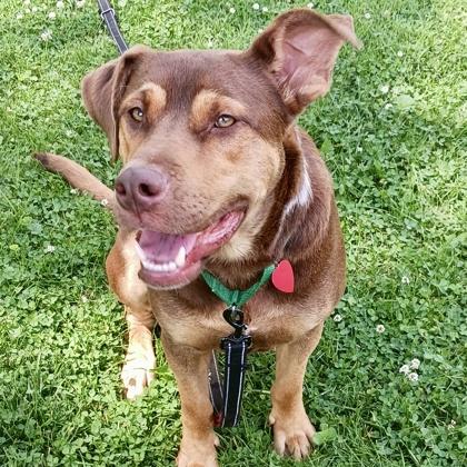 Gizmo, Adoptable, Young Male Mixed Breed & Mixed Breed.