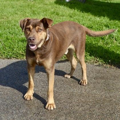 Gizmo, a Adoptable mixed breed in Elk Grove Village, IL image 2/3