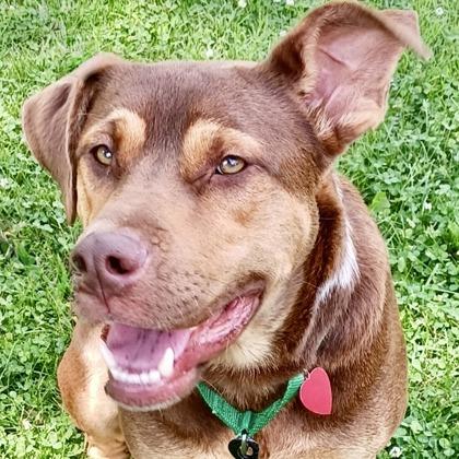Gizmo, a Adoptable mixed breed in Elk Grove Village, IL image 3/3