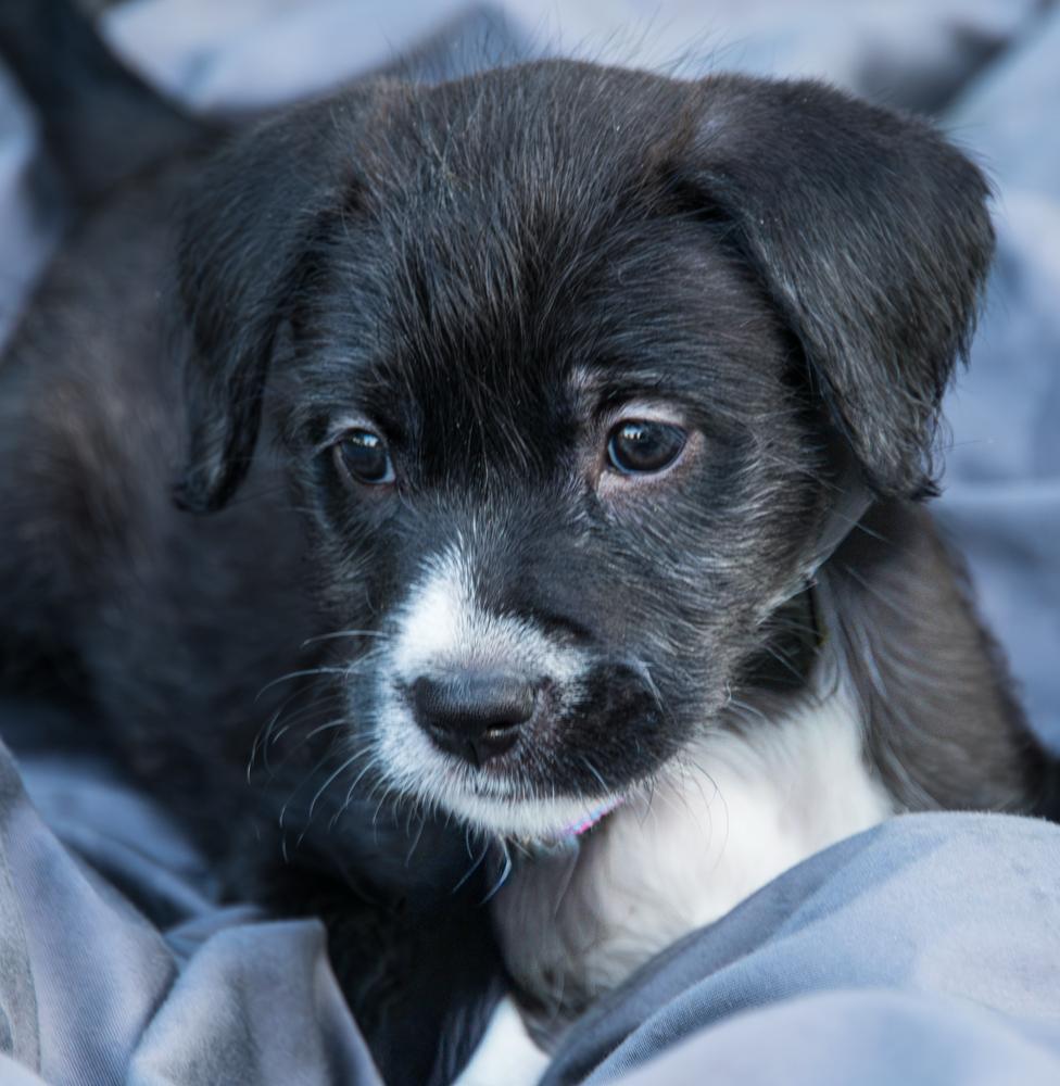Poppy, Adoptable, Puppy Female Goldendoodle.