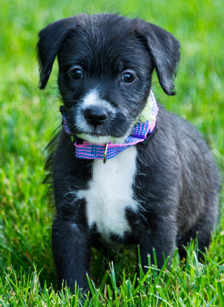 Enlarge Poppy, a Adoptable Goldendoodle in Marietta, GA image 2/5
