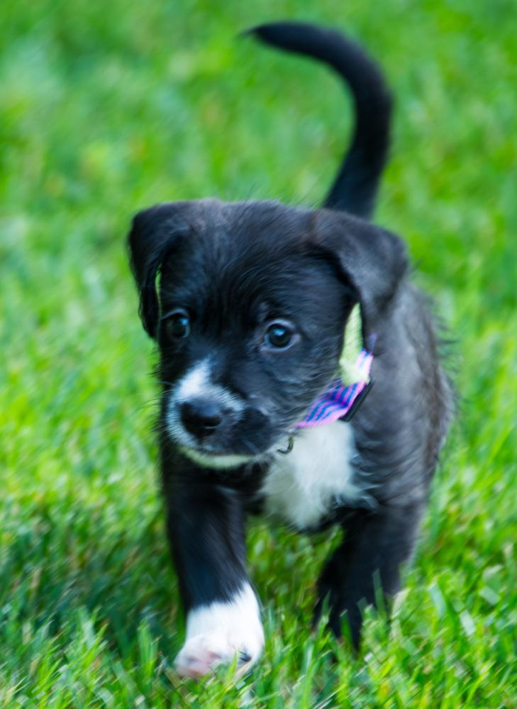 Enlarge Poppy, a Adoptable Goldendoodle in Marietta, GA image 3/5