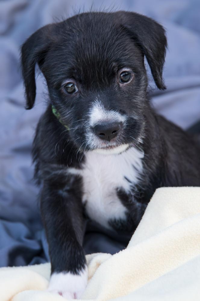 Enlarge Poppy, a Adoptable Goldendoodle in Marietta, GA image 4/5